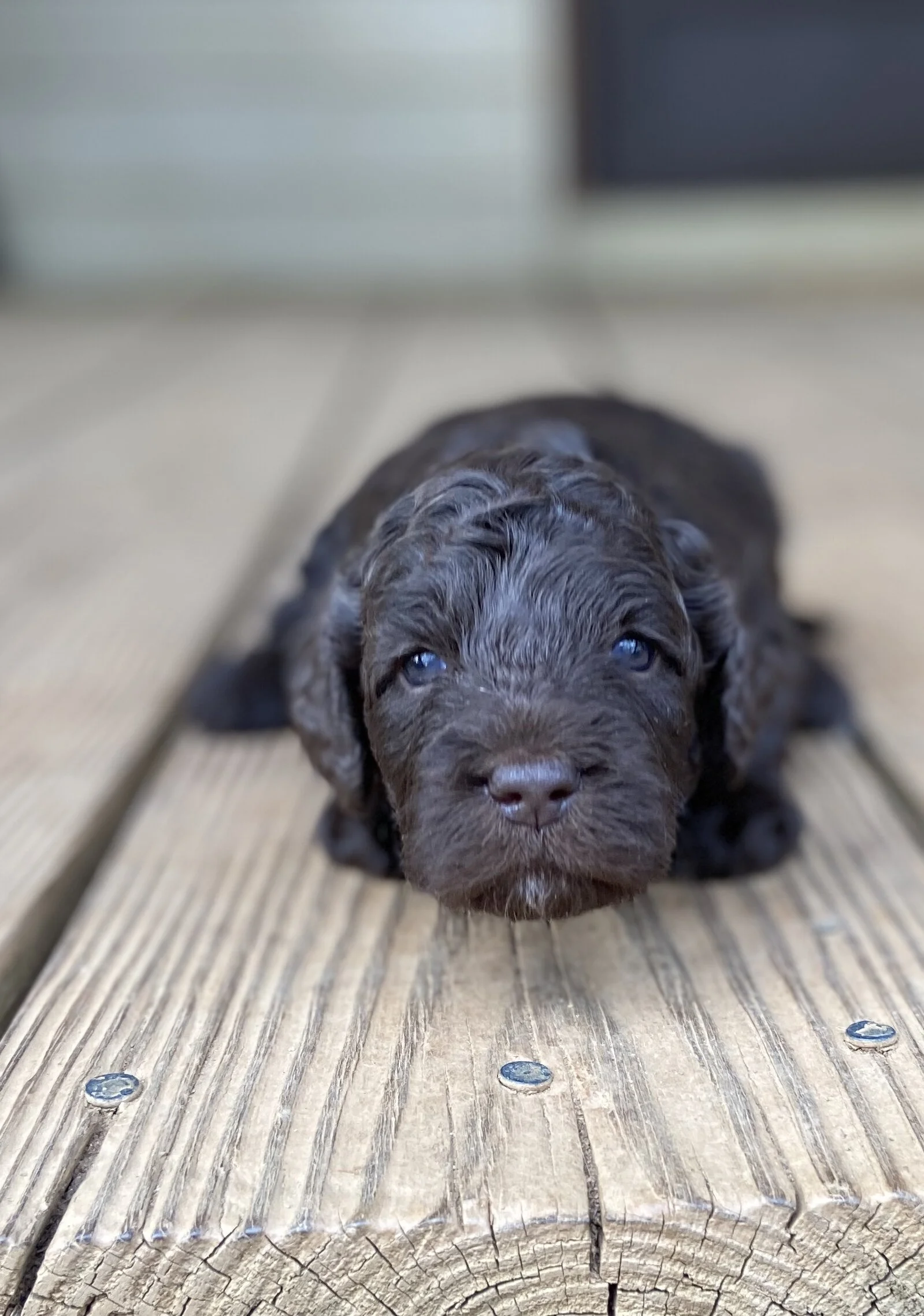 the pups are growing!