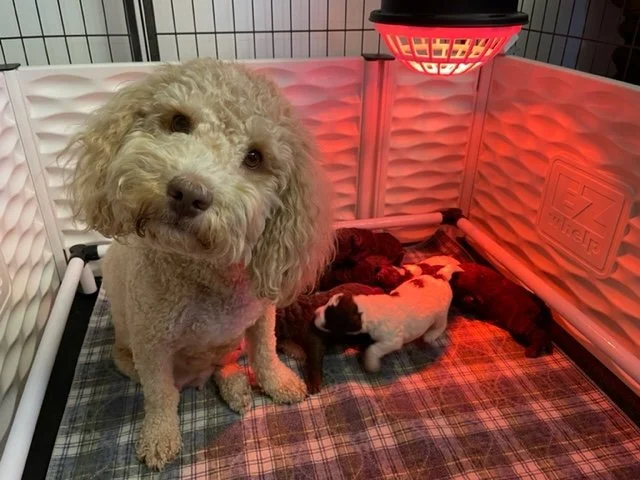 Hard Times.....A Word to the Breeder