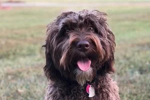 Signs of a Healthy Labradoodle Puppy: A Guide by Brown's Labradoodles