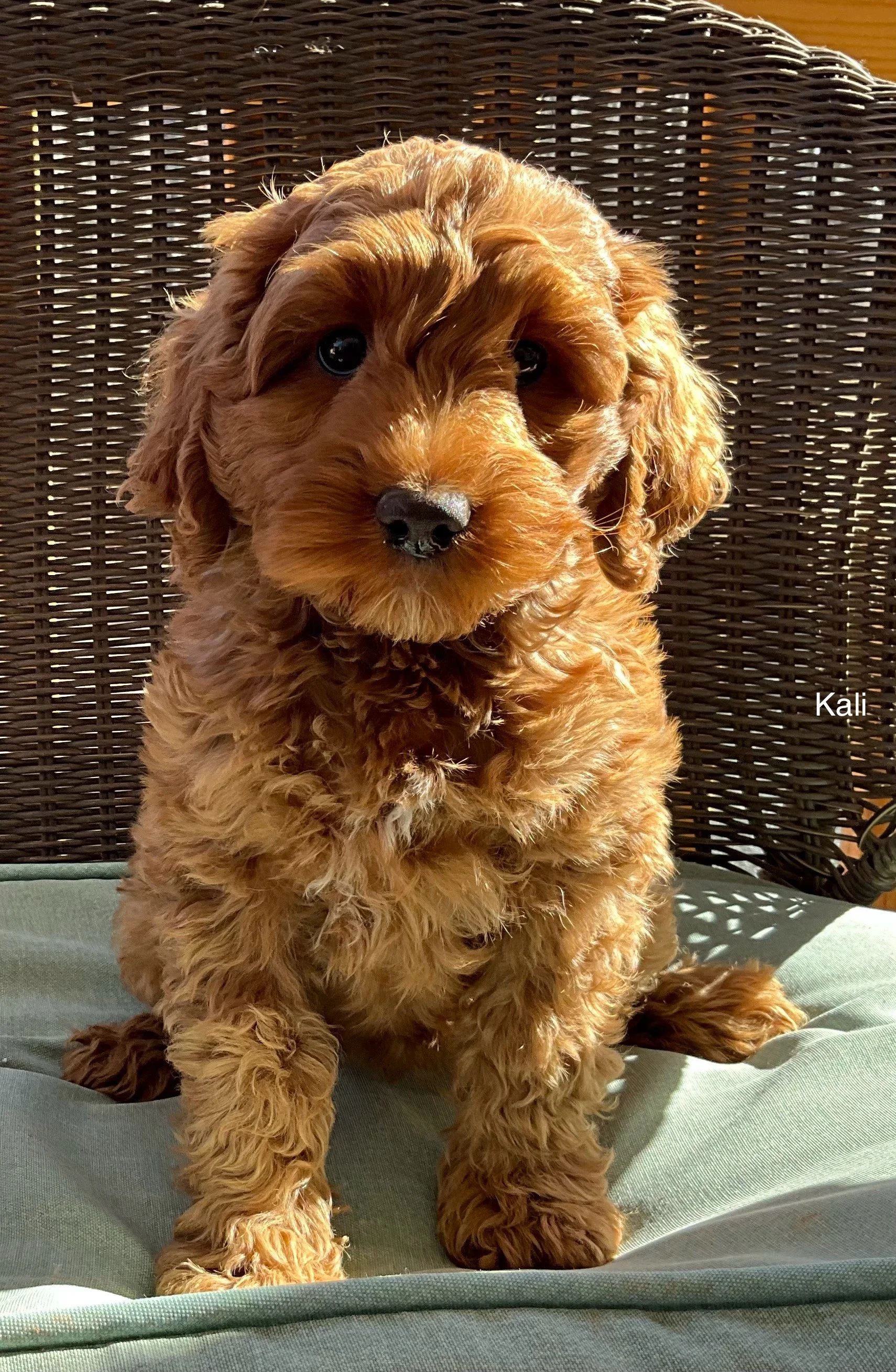 These pups are currently ready for homes Brown's Labradoodles NC