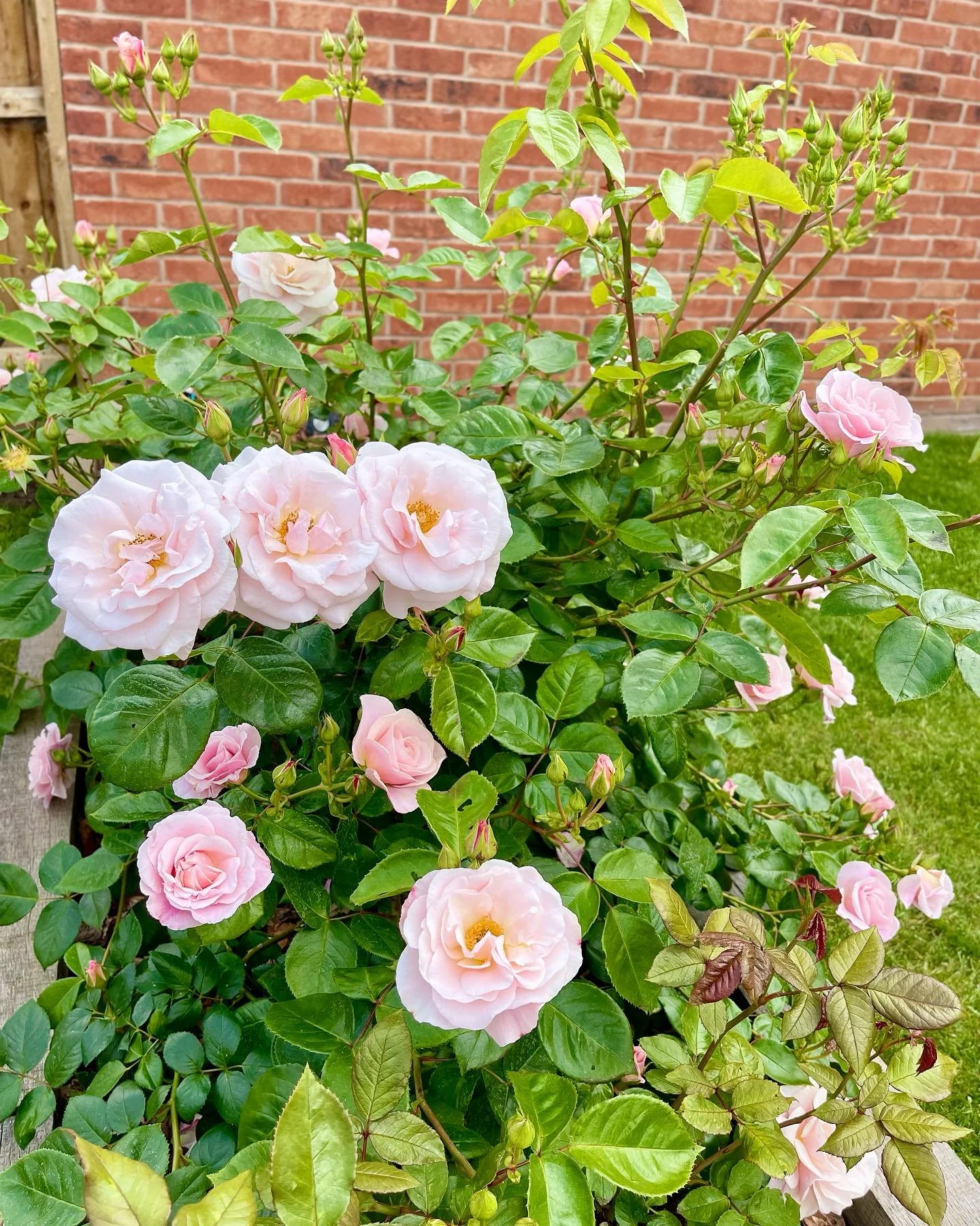 Planted last year, the Oxford Physic Rose @peterbealesroses is now in all its glory, a triple show - seem to be bigger than ever this year! #pinkrose