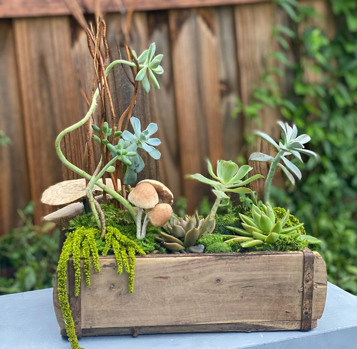 SO much more than a wedding &amp; event florist 🤩

Check out our new industrial vintage brick-mold succulent gardens, designed by our one &amp; only @courtnie_shea! 🪴

Reserve yours today, we have limited quantities available &amp; they&rsquo;re go