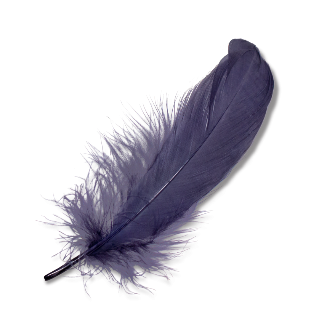 PurpleFeather.png