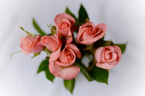 tru-flowers.jpeg