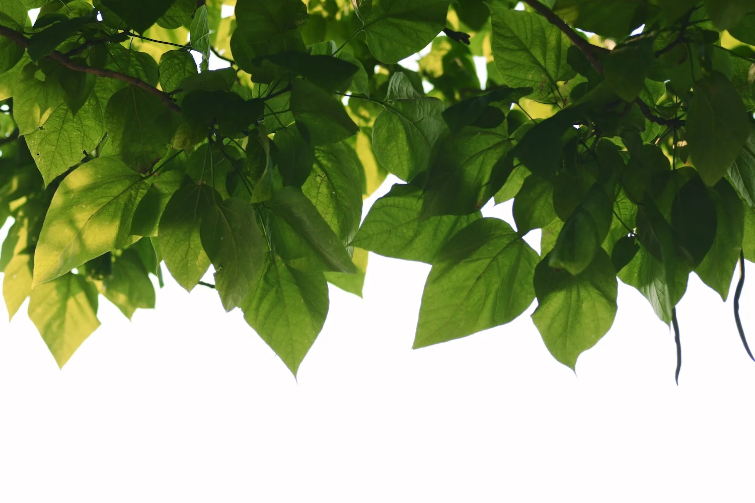 Website-Leaves.jpg
