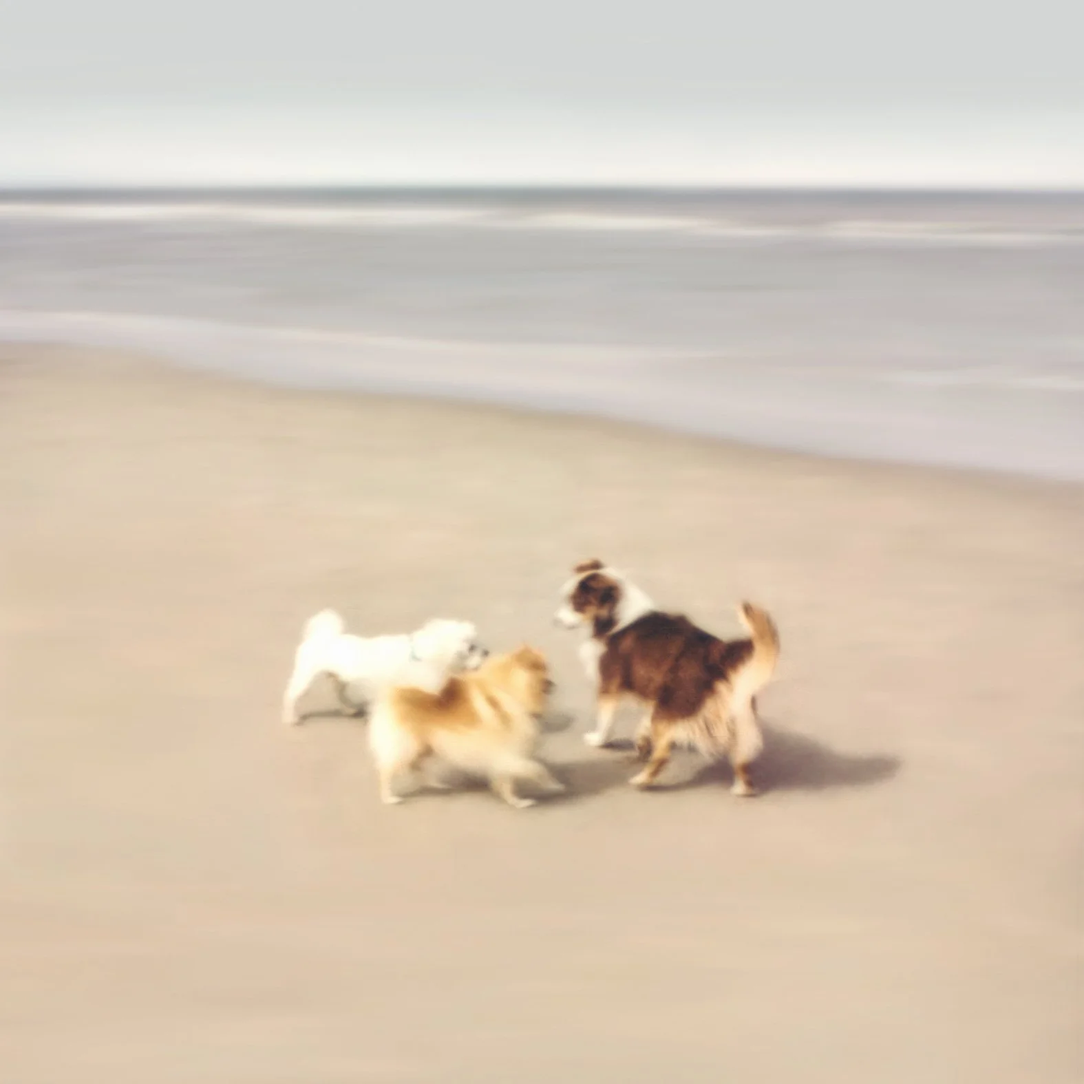 3 honden strand FINAL 100x100.jpg