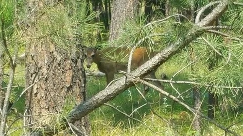 Local wildlife playing beek a poo.