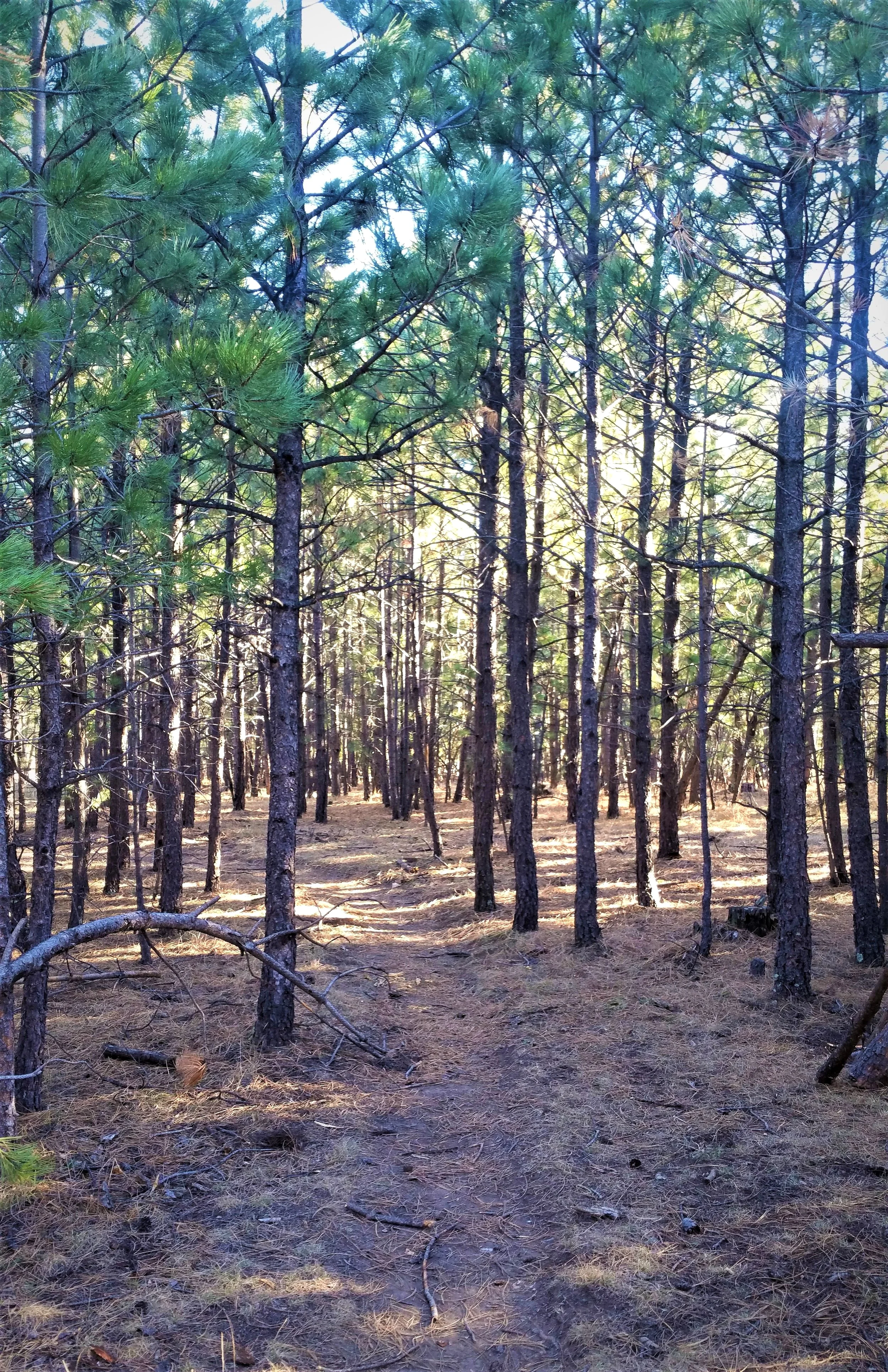 Many different sections of the trails from in the pines to wide open spaces.