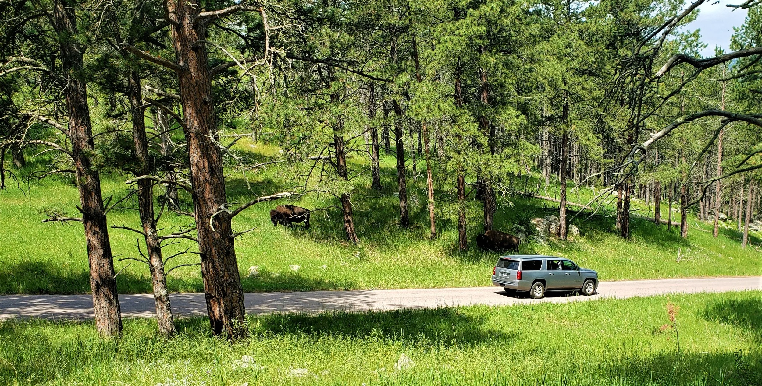 Buffalo are usually along the road leading up to the trail so use caution.
