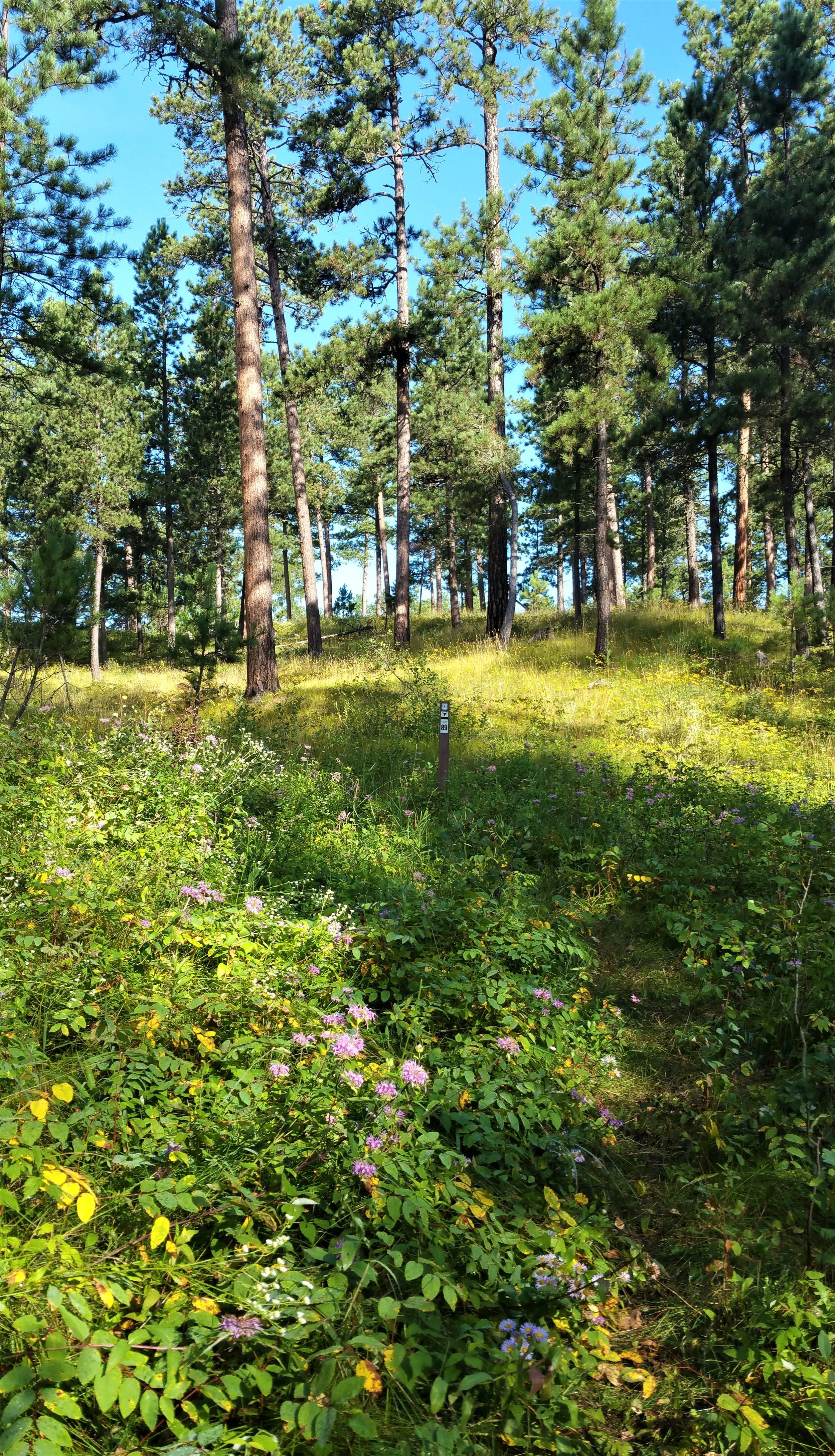 Nice and easy trail.