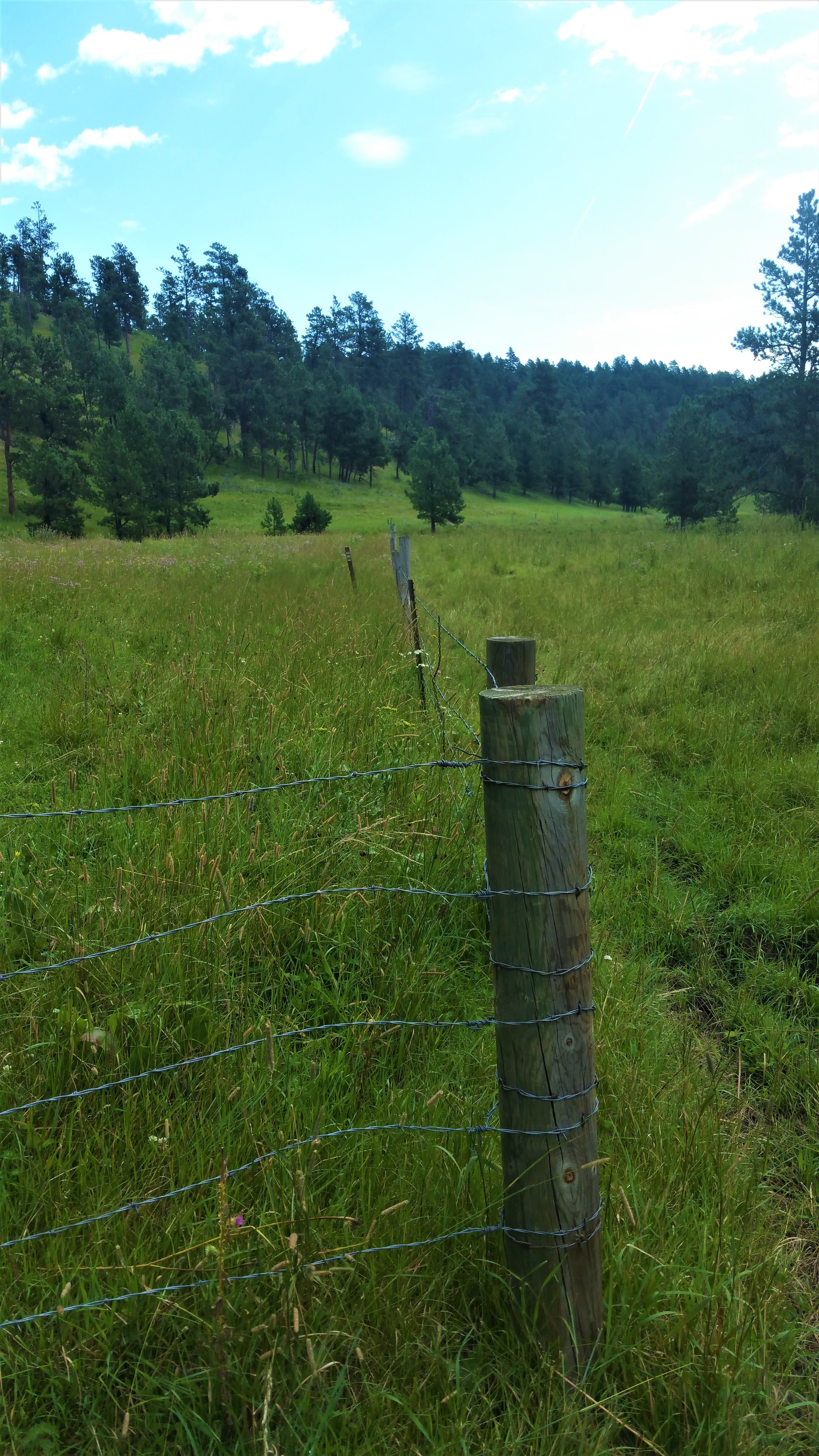 Walking in the pastures are sometimes tricky when overgrown. You need to watch out for holes in the ground from livestock.