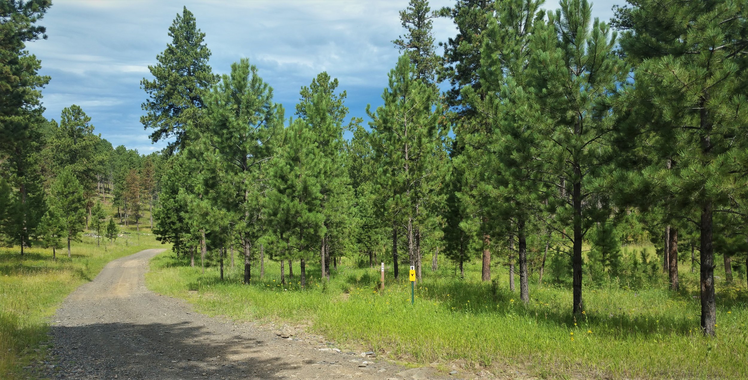 Crossing the road again.