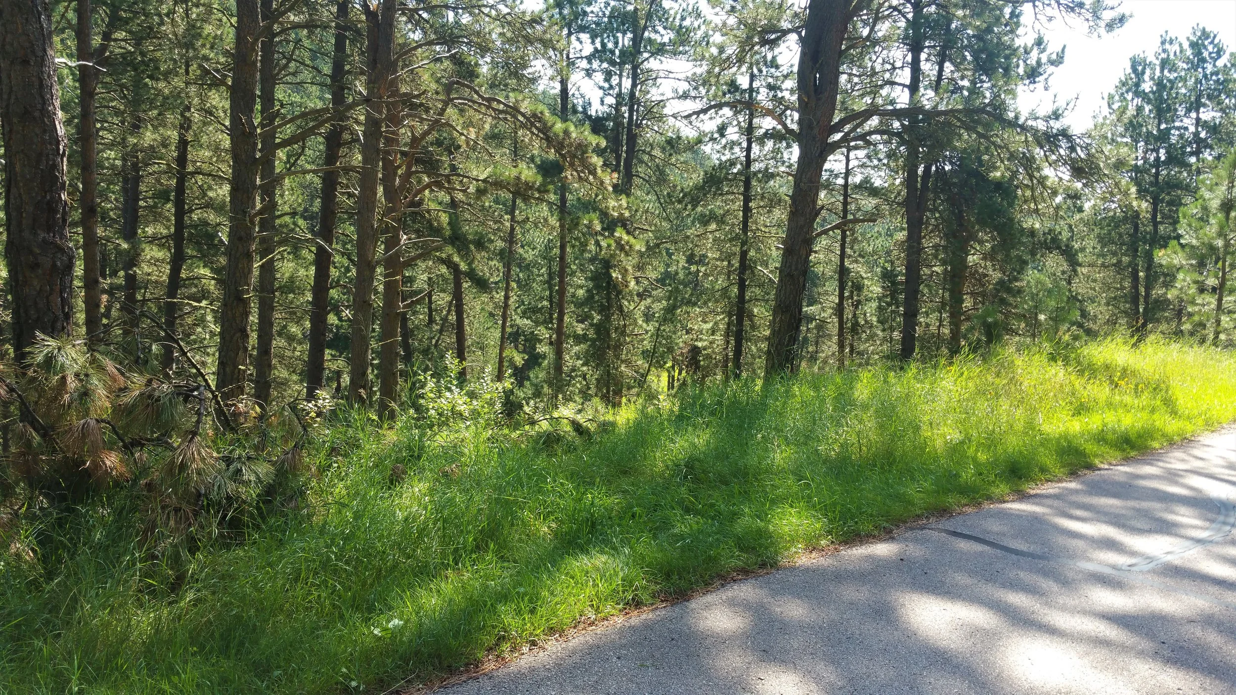Looking back across the road. There are no signs of where to hike and the trial is not really obvious. The trail starts across the road a little to the right.