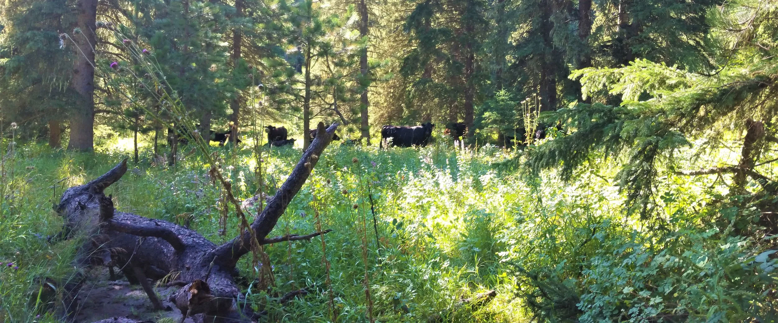 And we run into cows - I have a secret fear of cows.