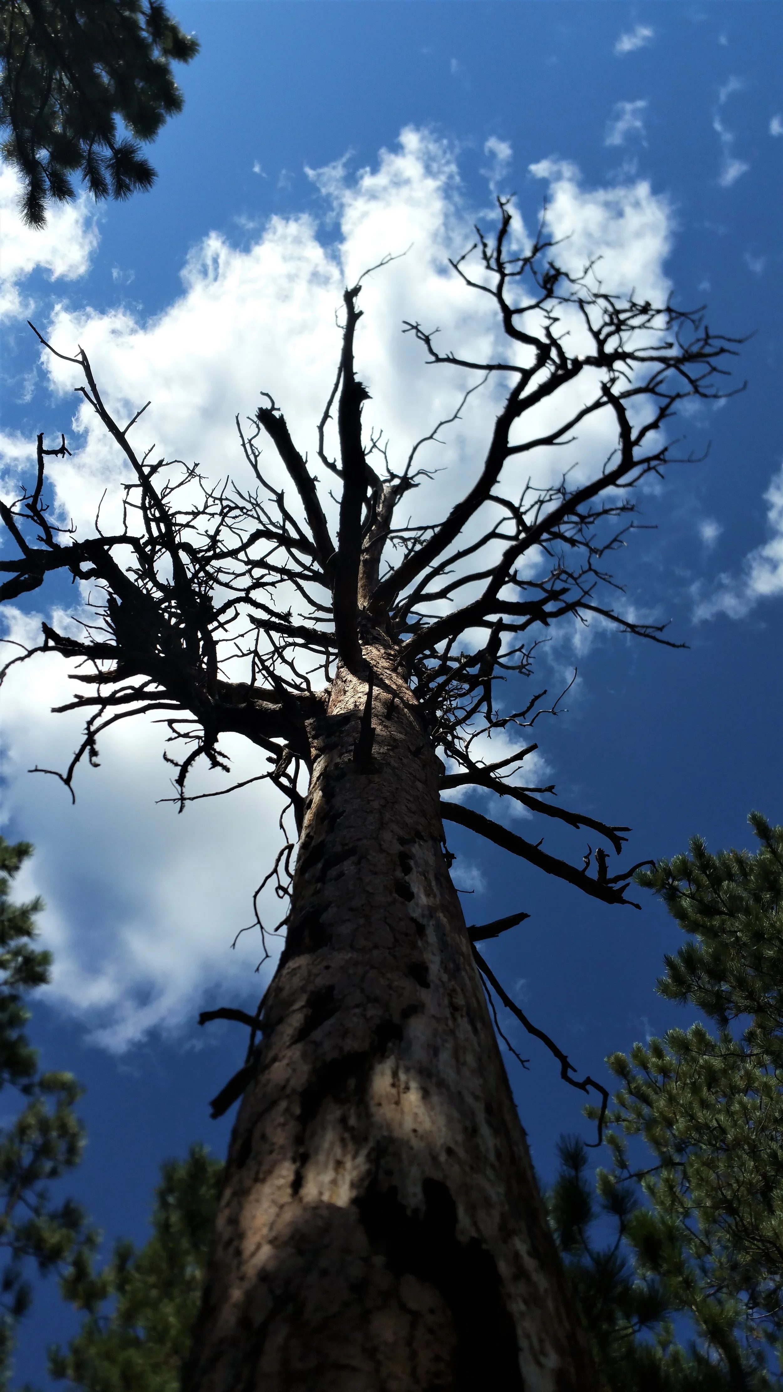 Trees look so majestic.