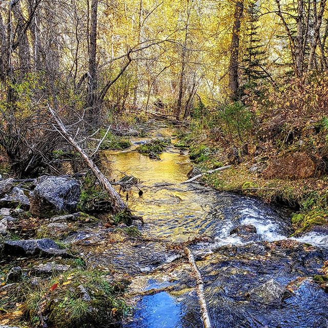Great conditions for seeing the colors in spearfish Canyon. This picturesque photo was taken on the Iron Creek trail
#blackhills #spearfishcanyon #fallcolors #southdakota