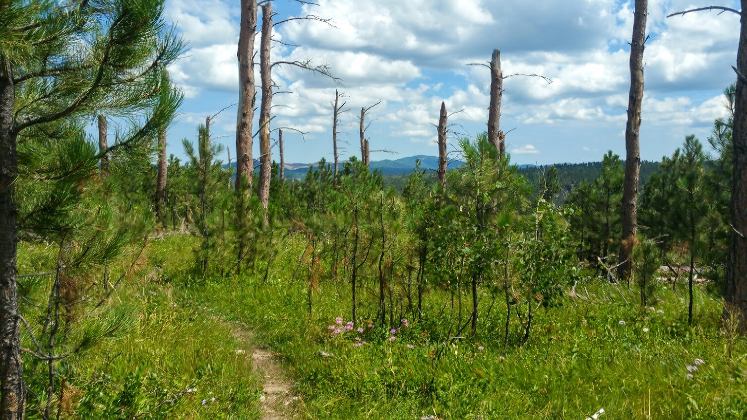 High above Spearfish Canyon. A lot of destruction from the tornado in July 2020.