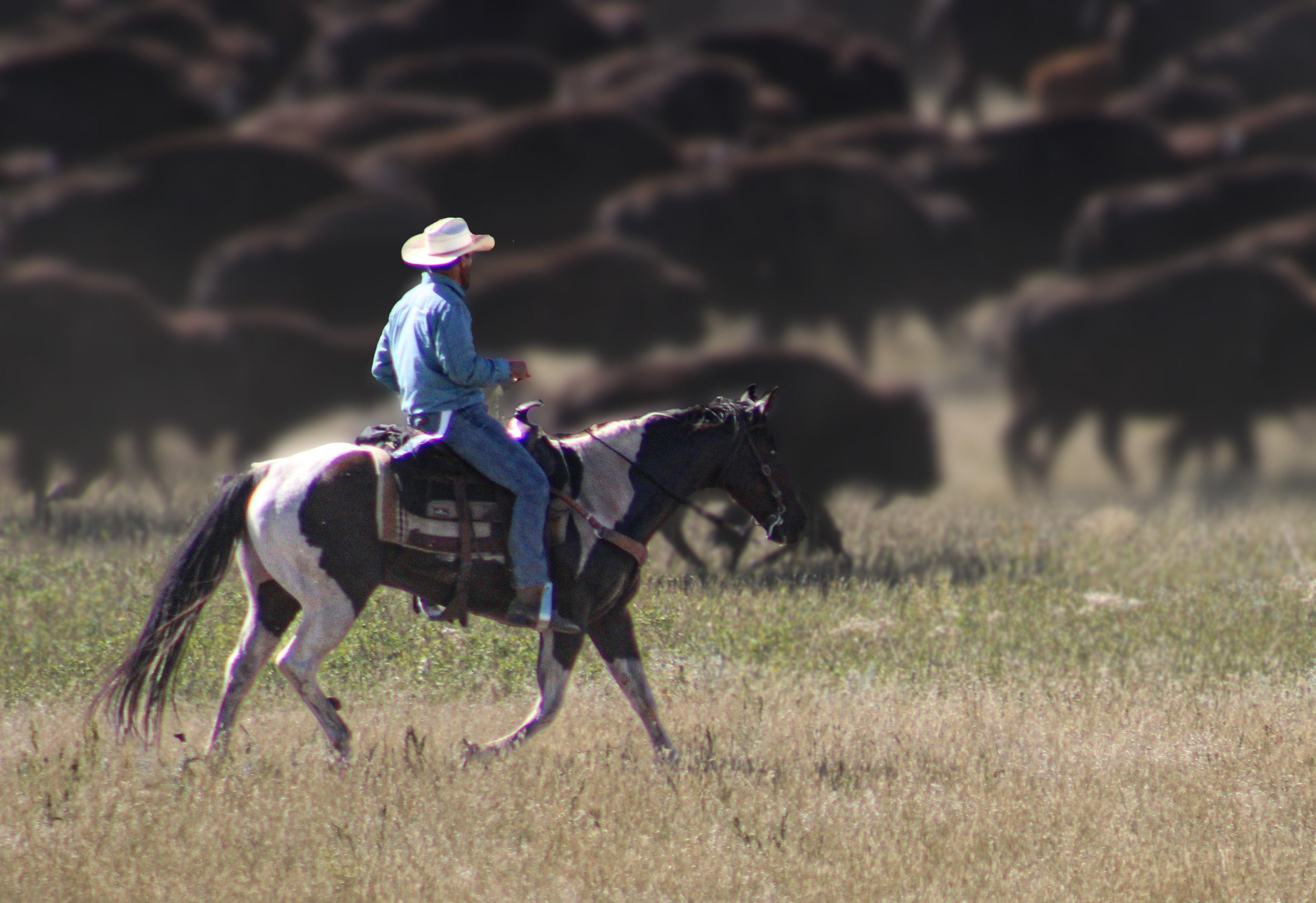 Buffalo Round Up With Cowboy.jpg