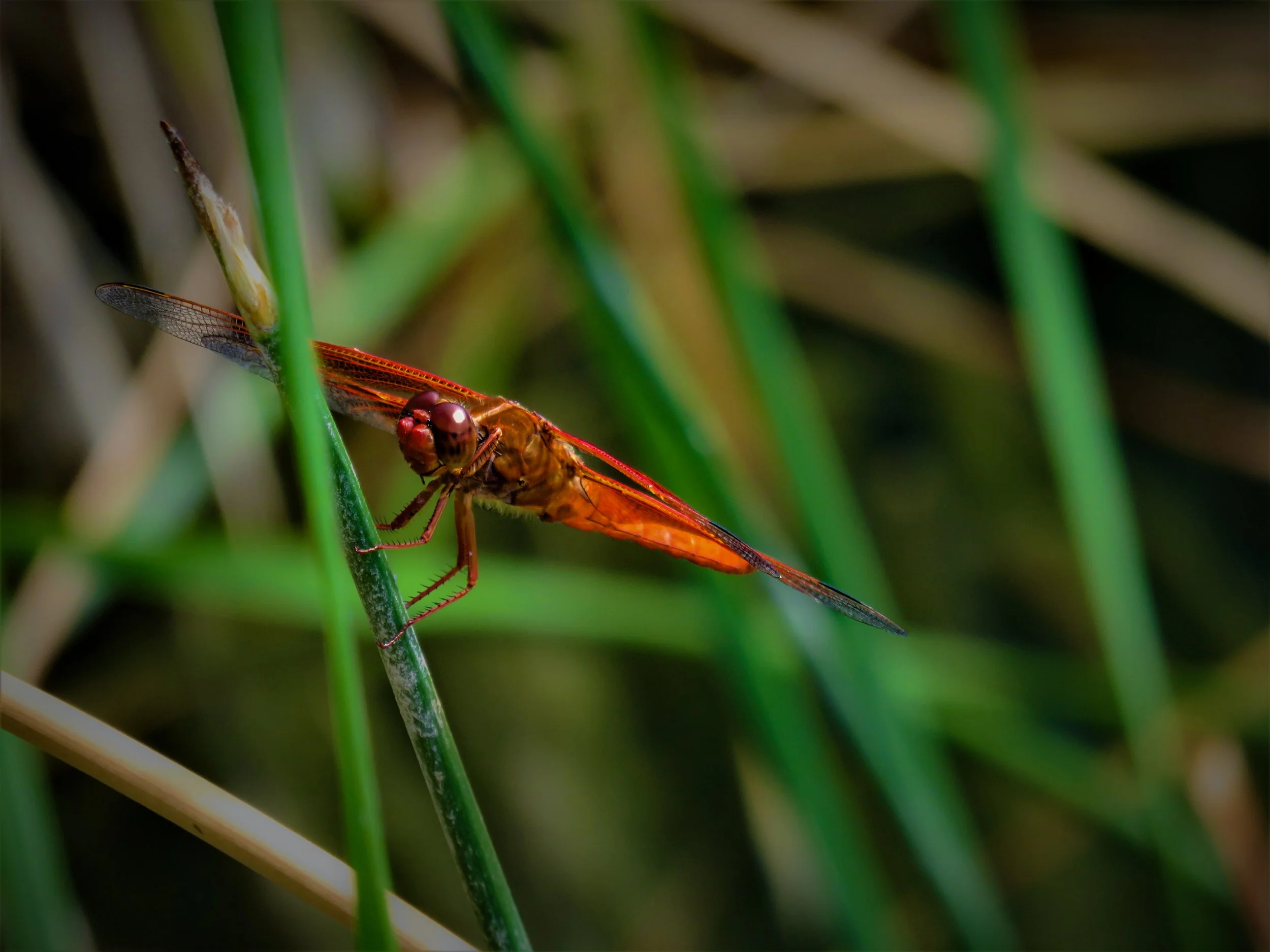 Dragonfly on blades of grass.jpg