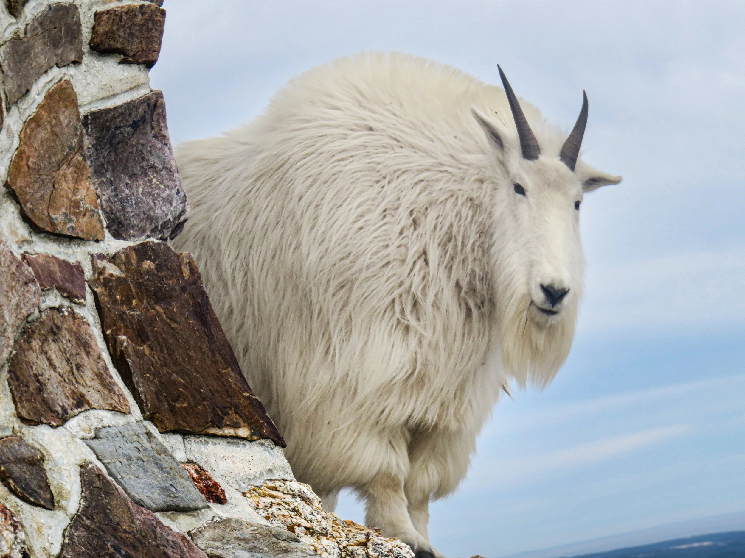 Mountain Goat Close Up.jpg