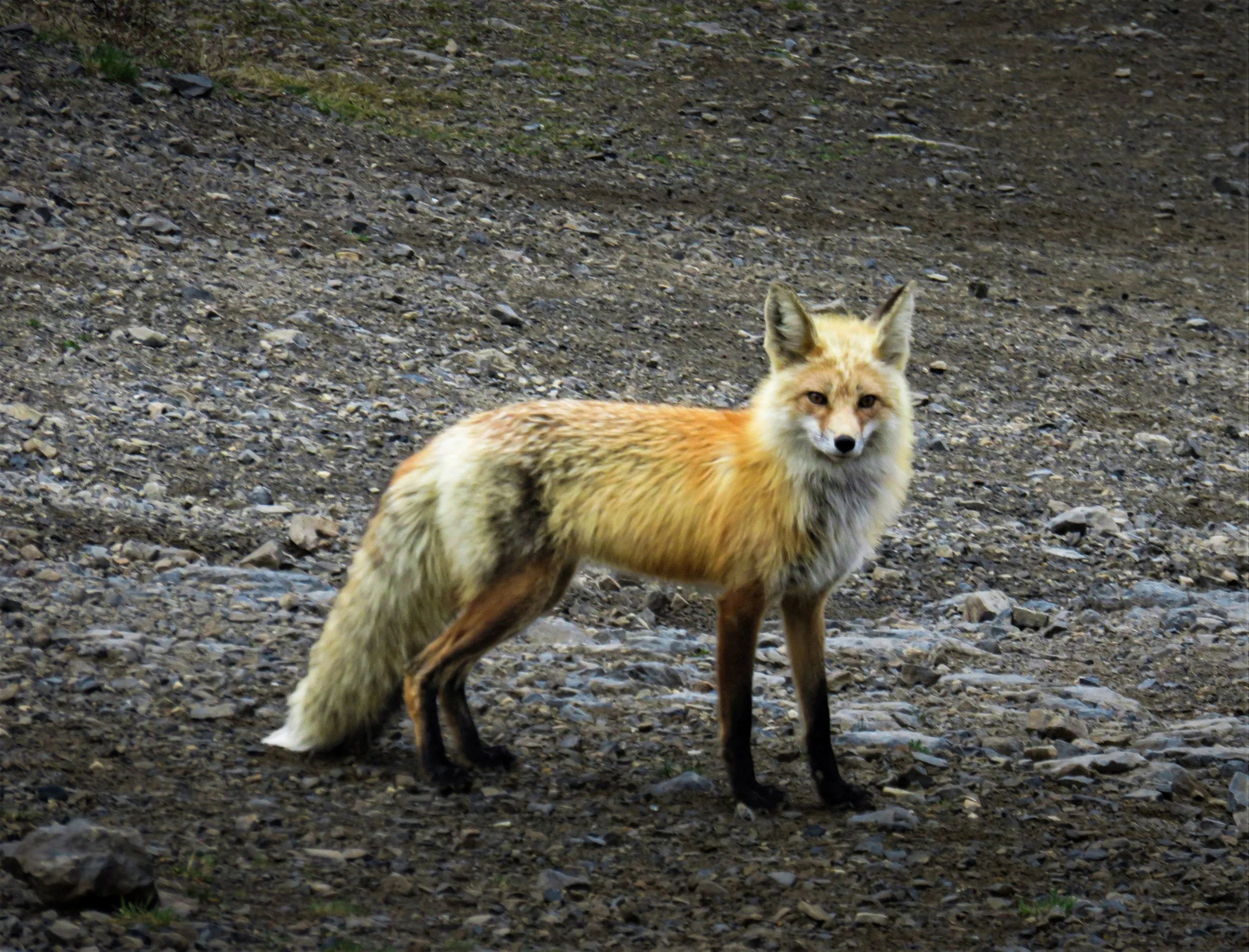 Red fox in Wind Cave National Park.jpg
