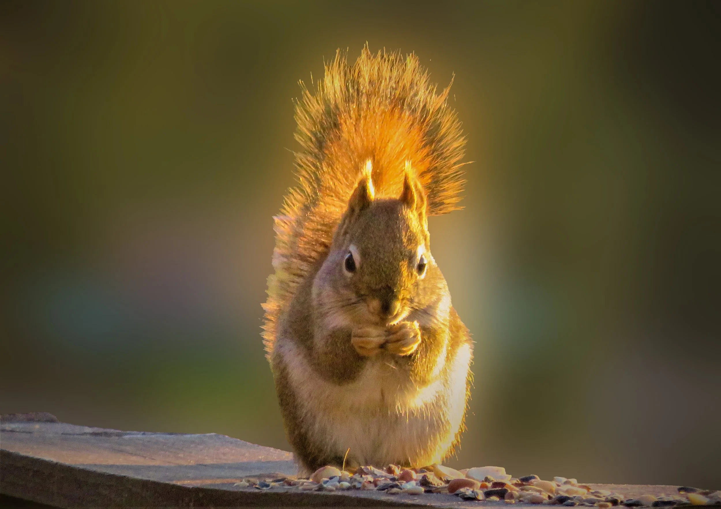 Squirrel at sunset eating seeds.jpg