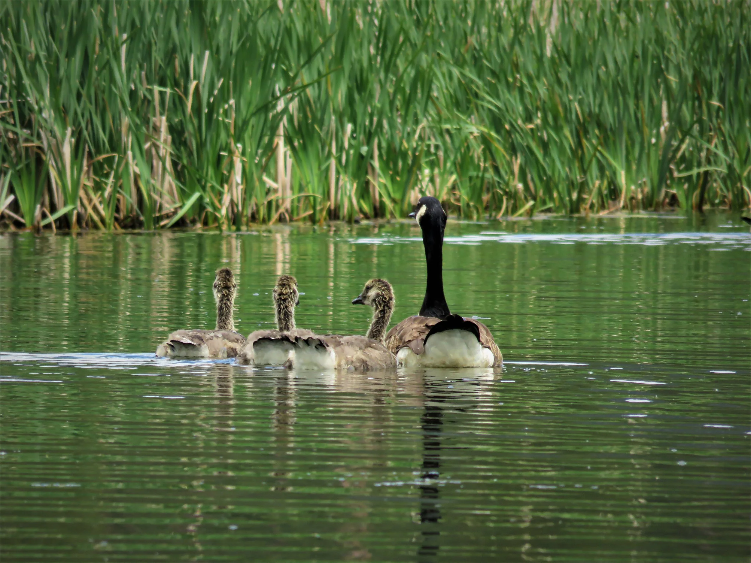 A family of  Canadian Geese.jpg