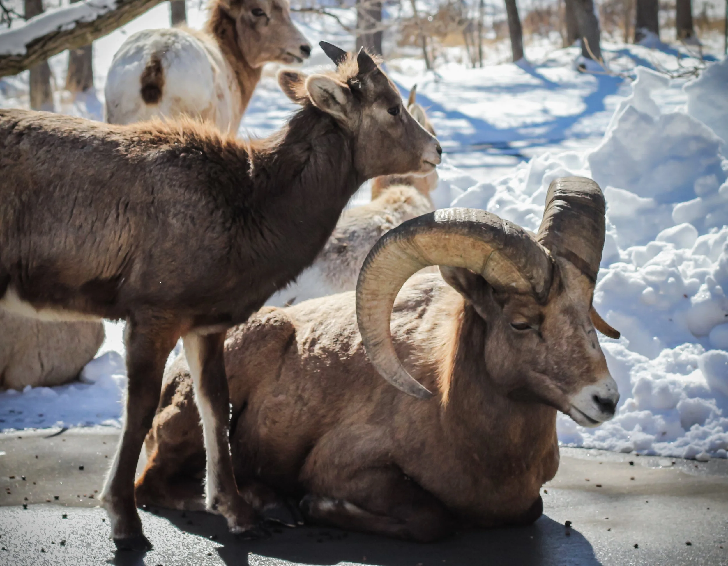 Big Horn Sheep in Custer State Park.jpg