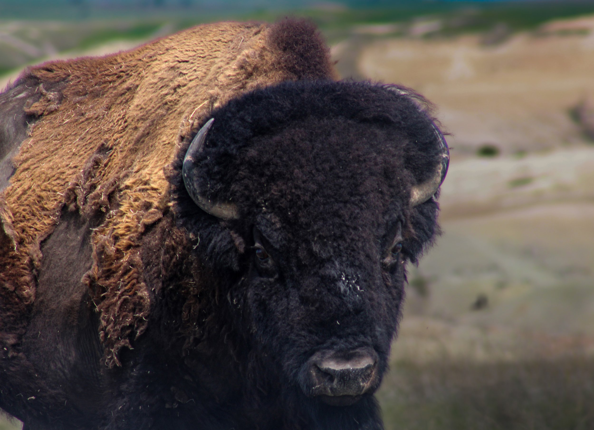 Buffalo Close Up in Badlands National Park 2.jpg