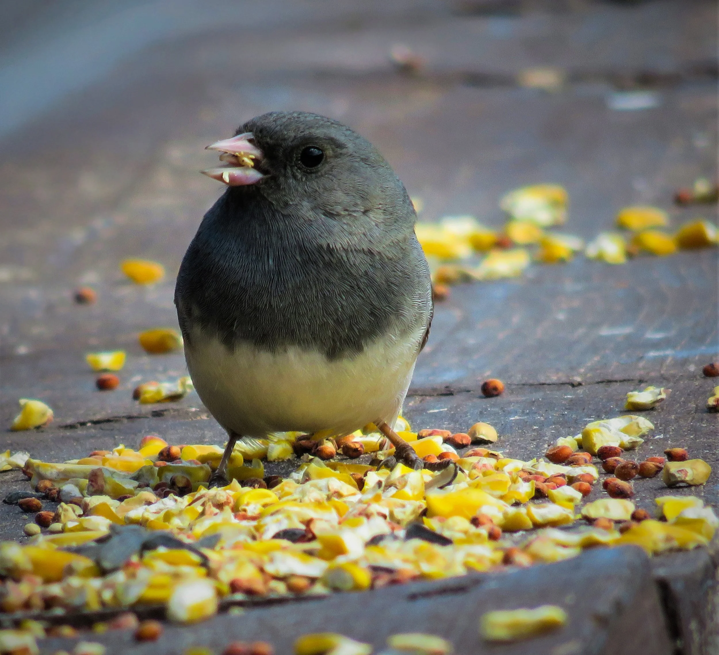 Dark-Eyed Junkow Sparrow.jpg