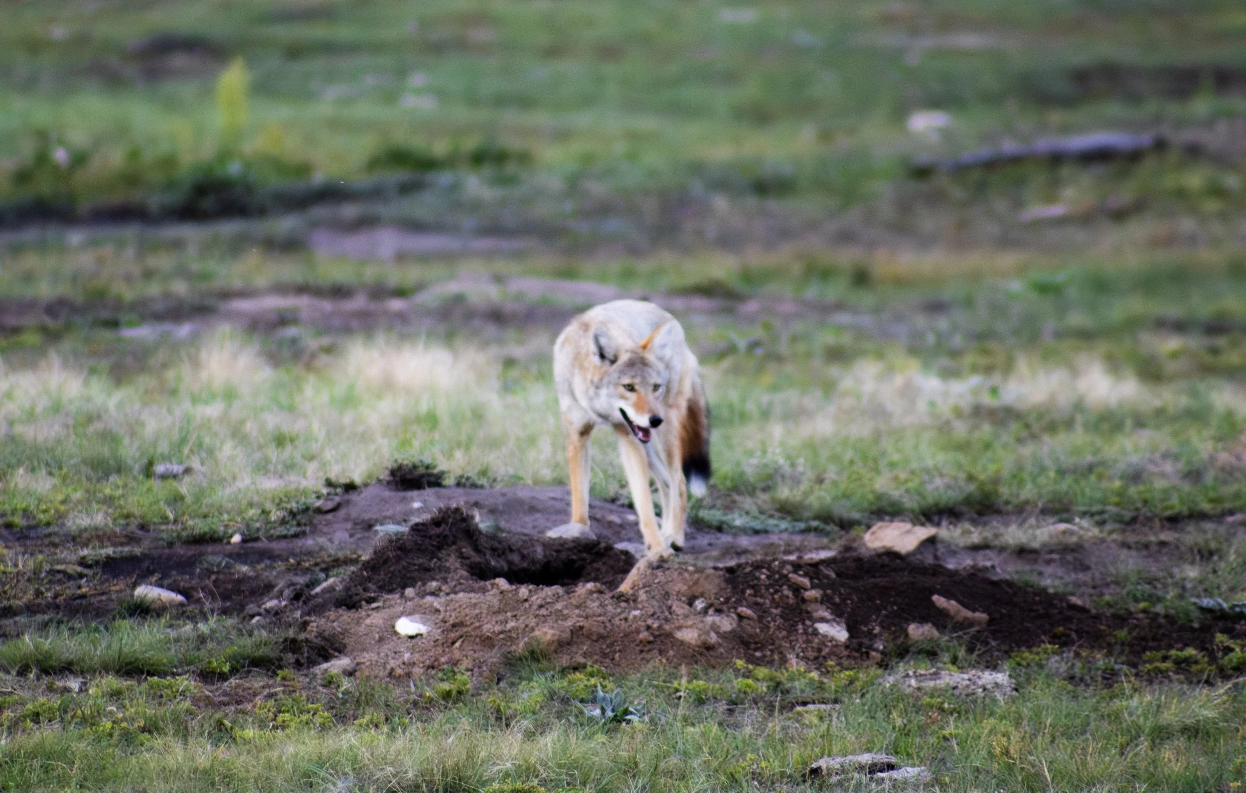 Coyote at a prairie dog town.jpg