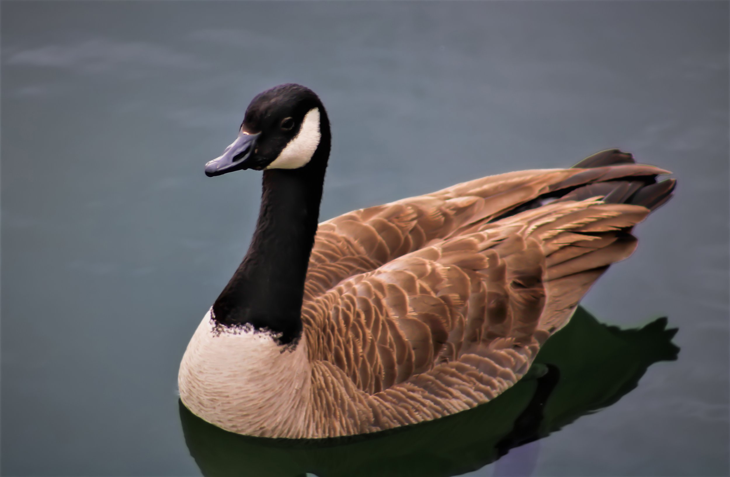 Goose at the Outdoor Campus.jpg