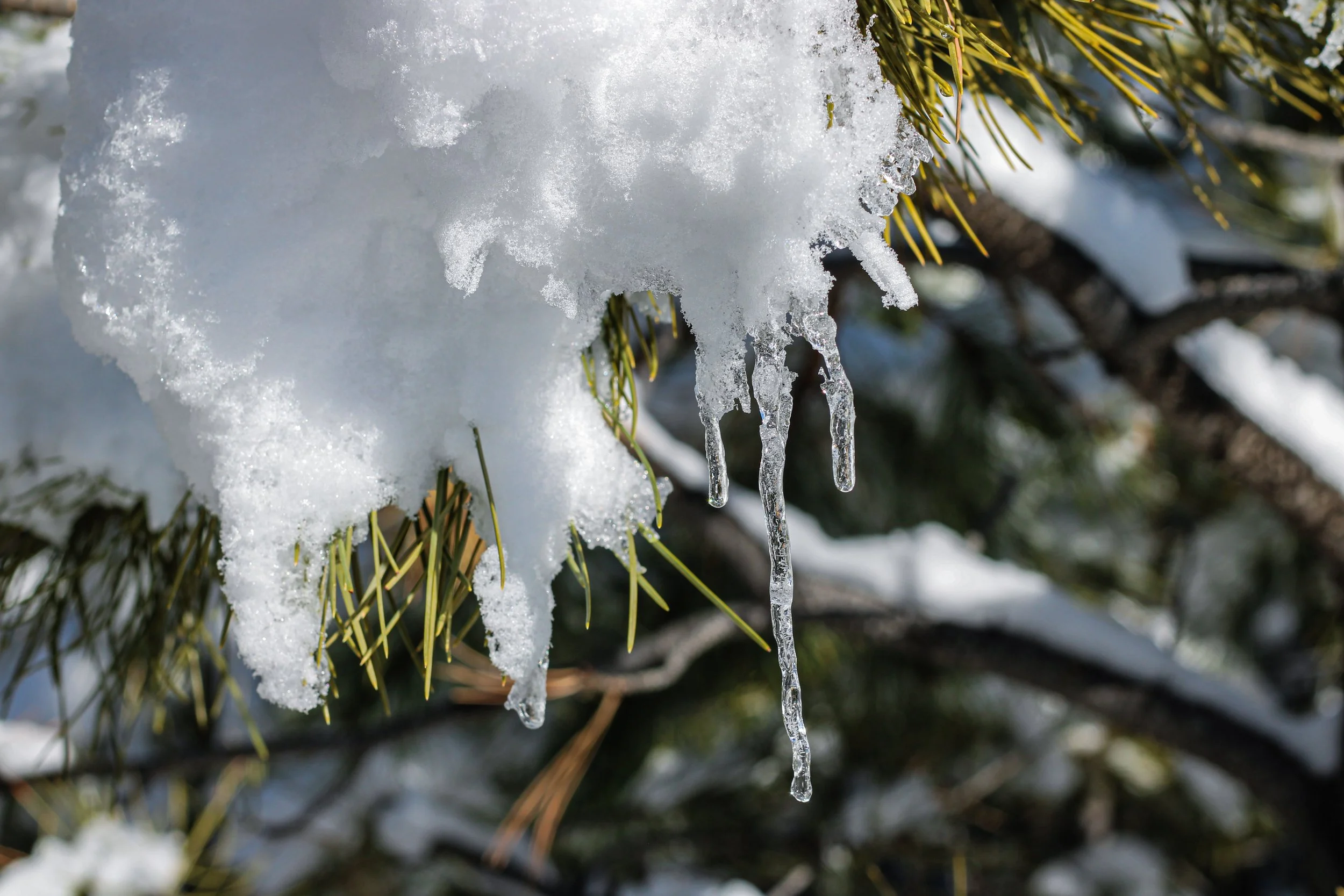 Icicle hanging from a tree.jpg