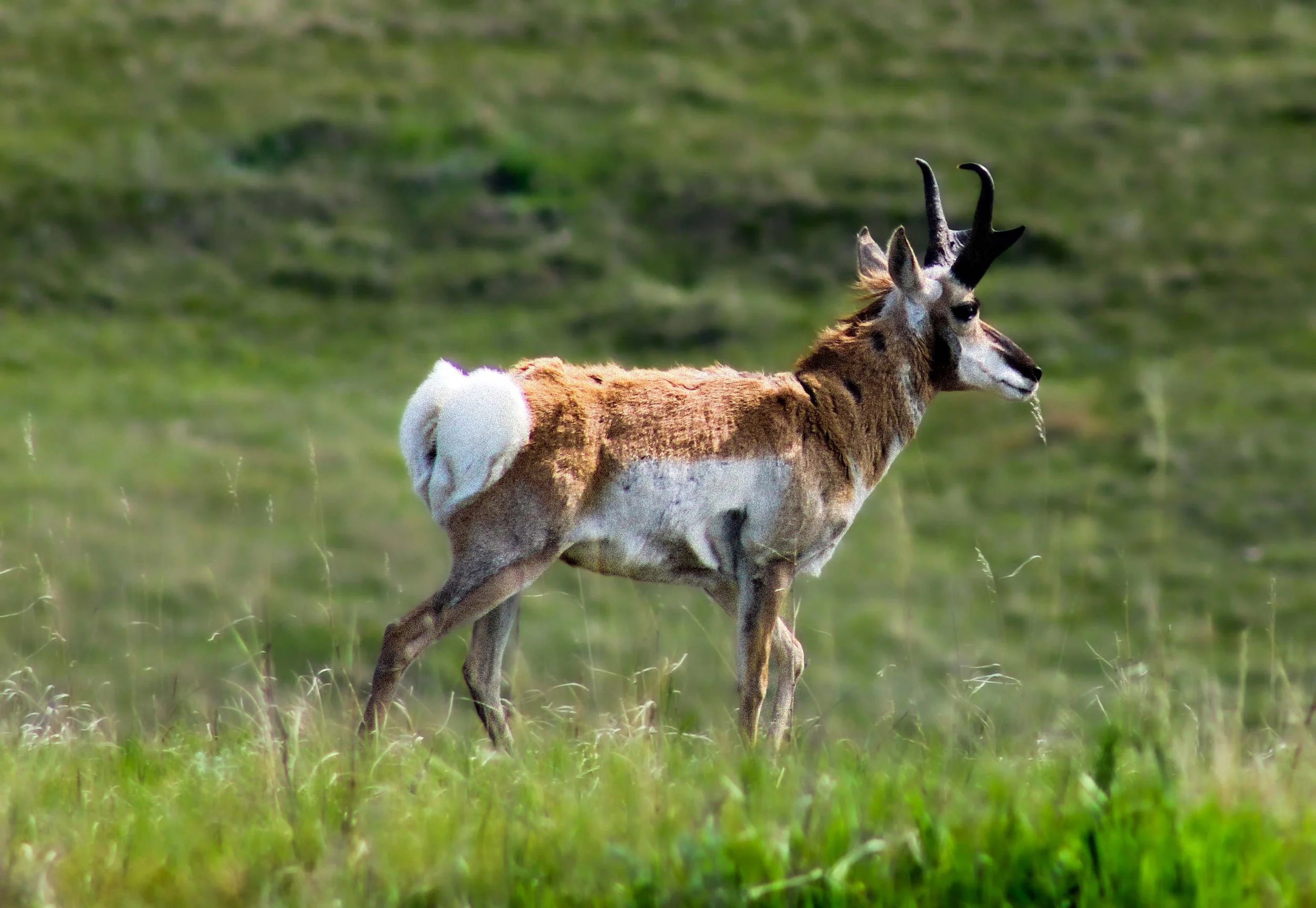 Pronghorn Antelope in Badlands National Park.jpg