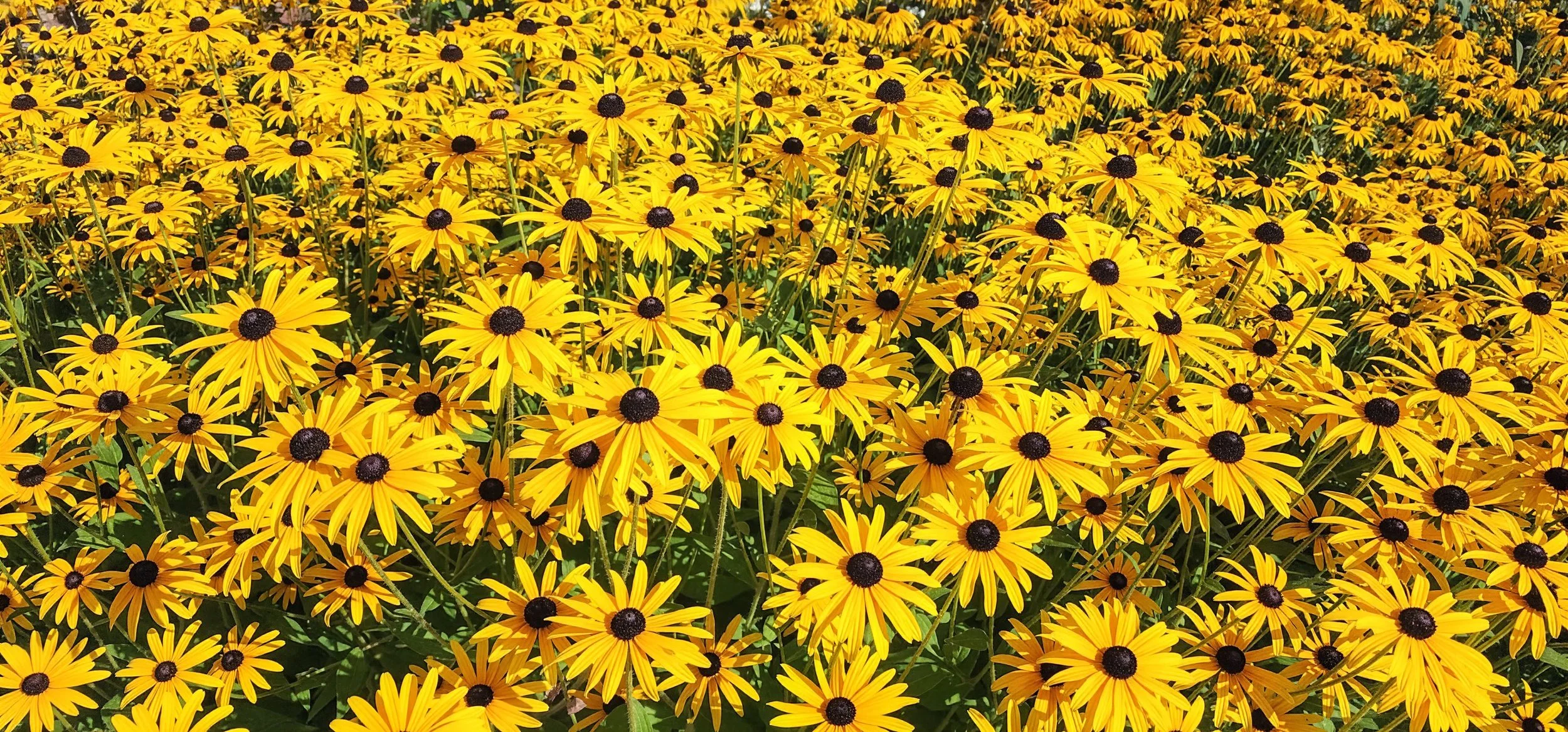 Sunflower Field.jpg