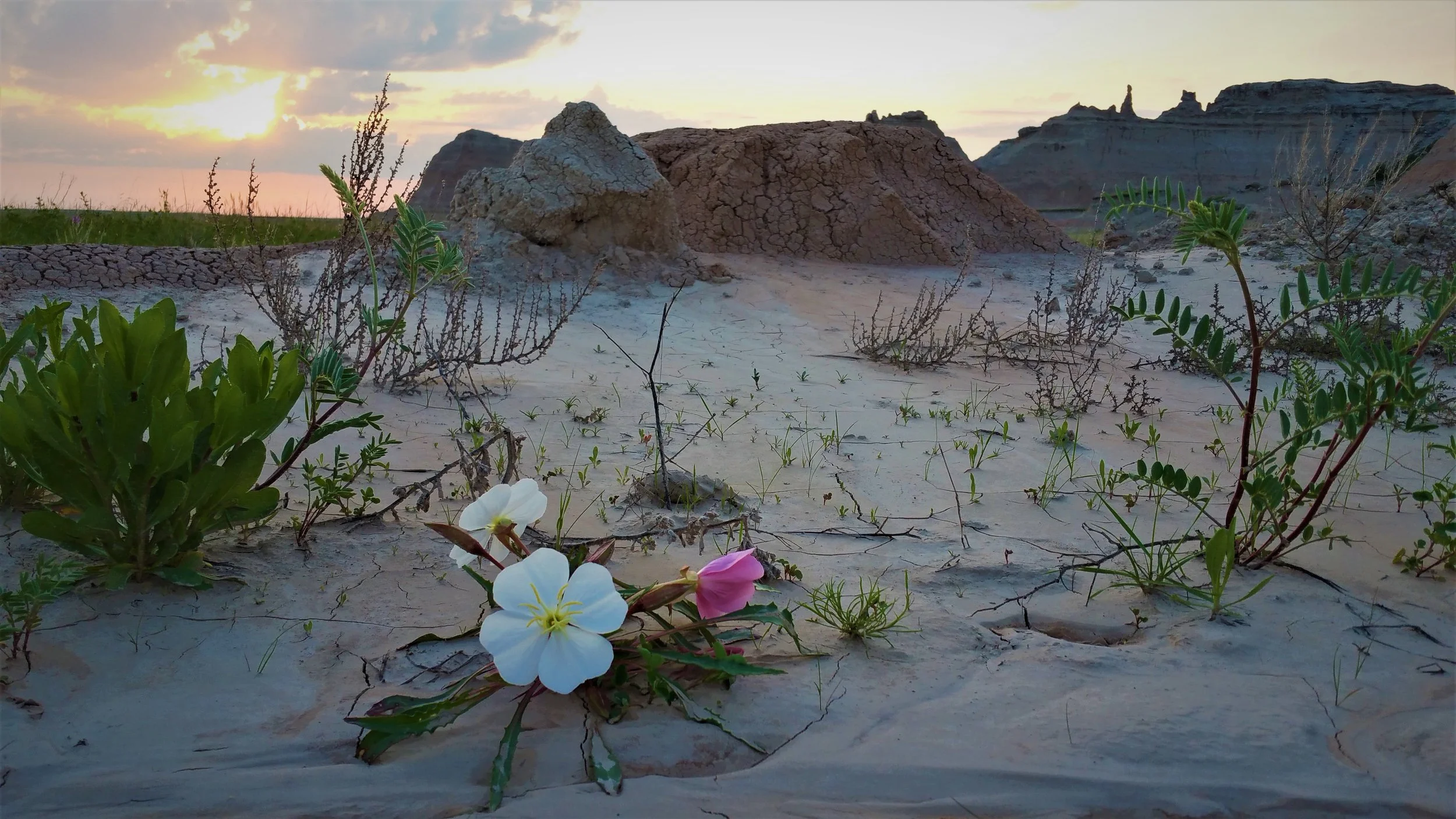 pretty picture 71.jpg