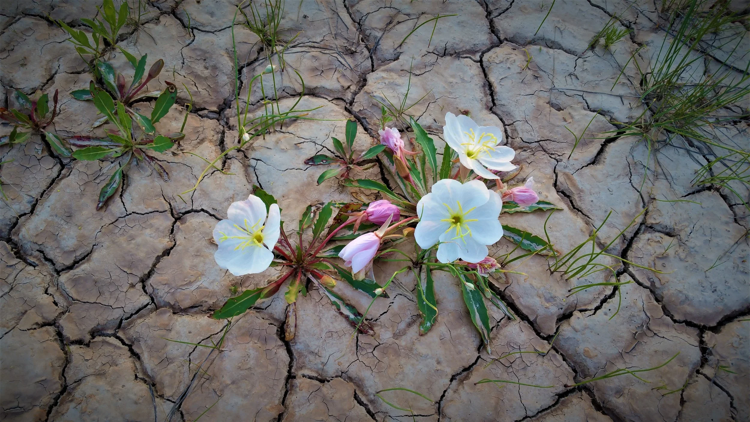 pretty picture 73.jpg