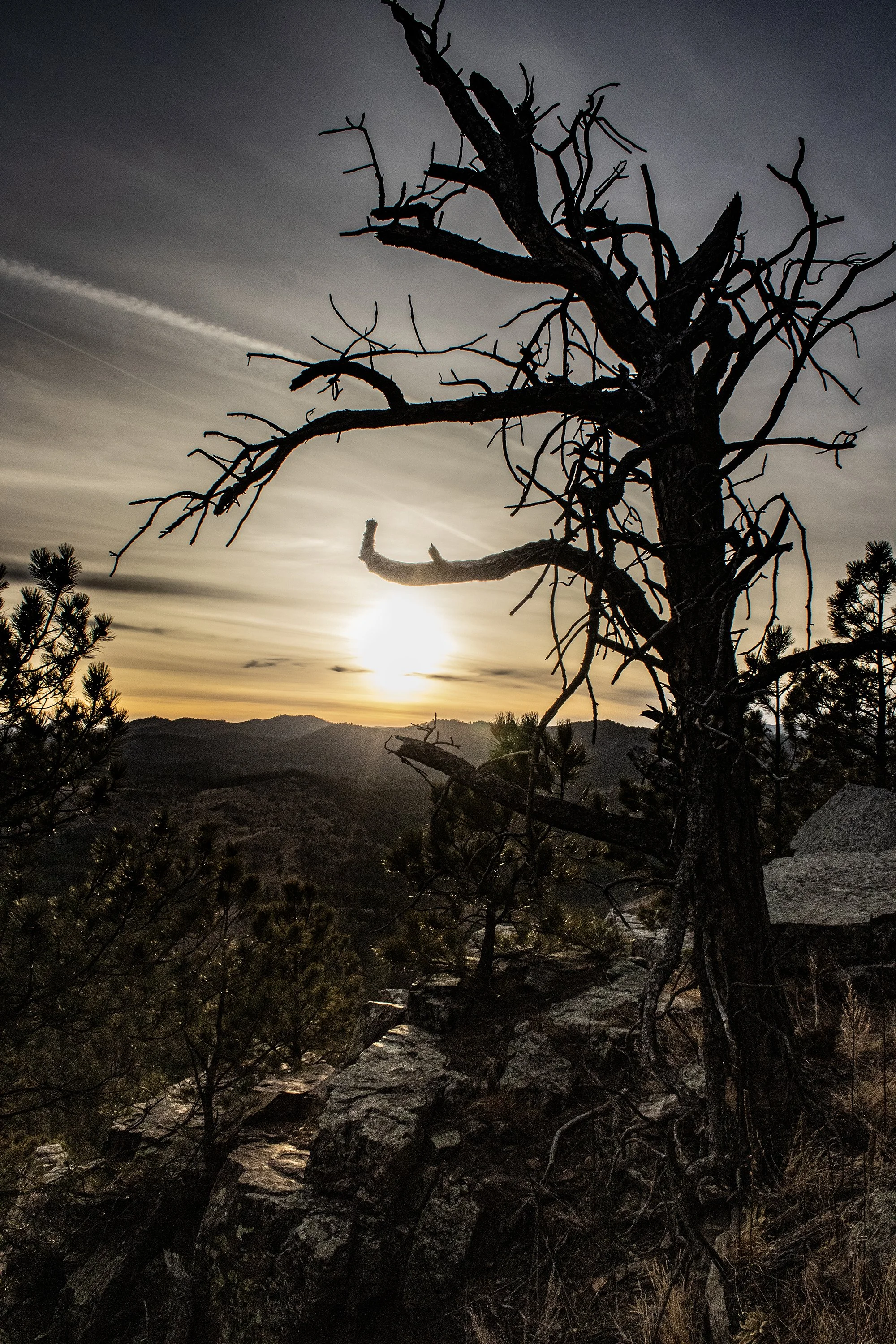 Boulder Hill at Sunset with a dead tree