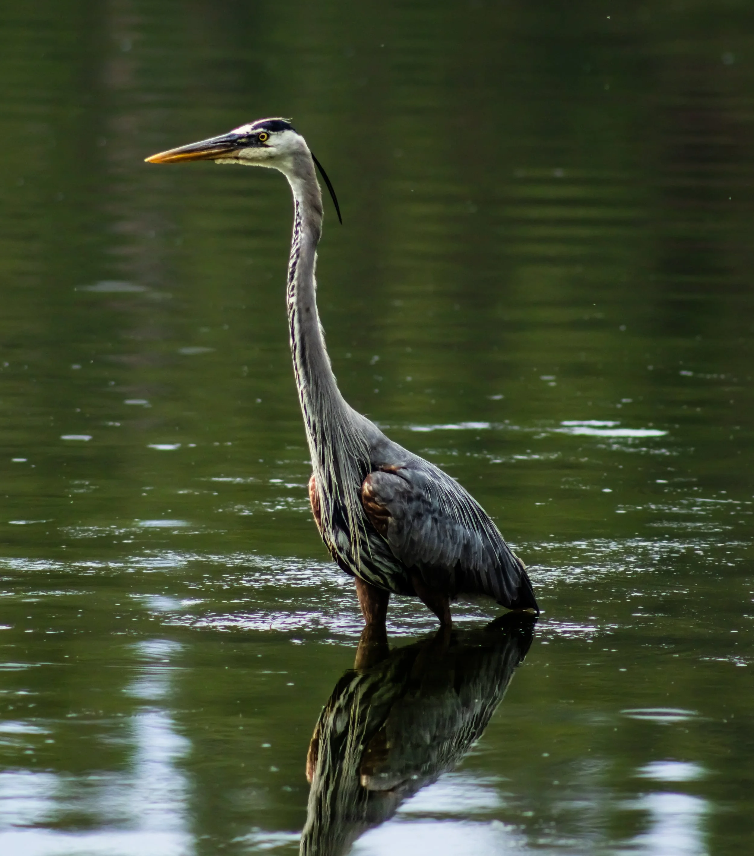 Great Blue Heron