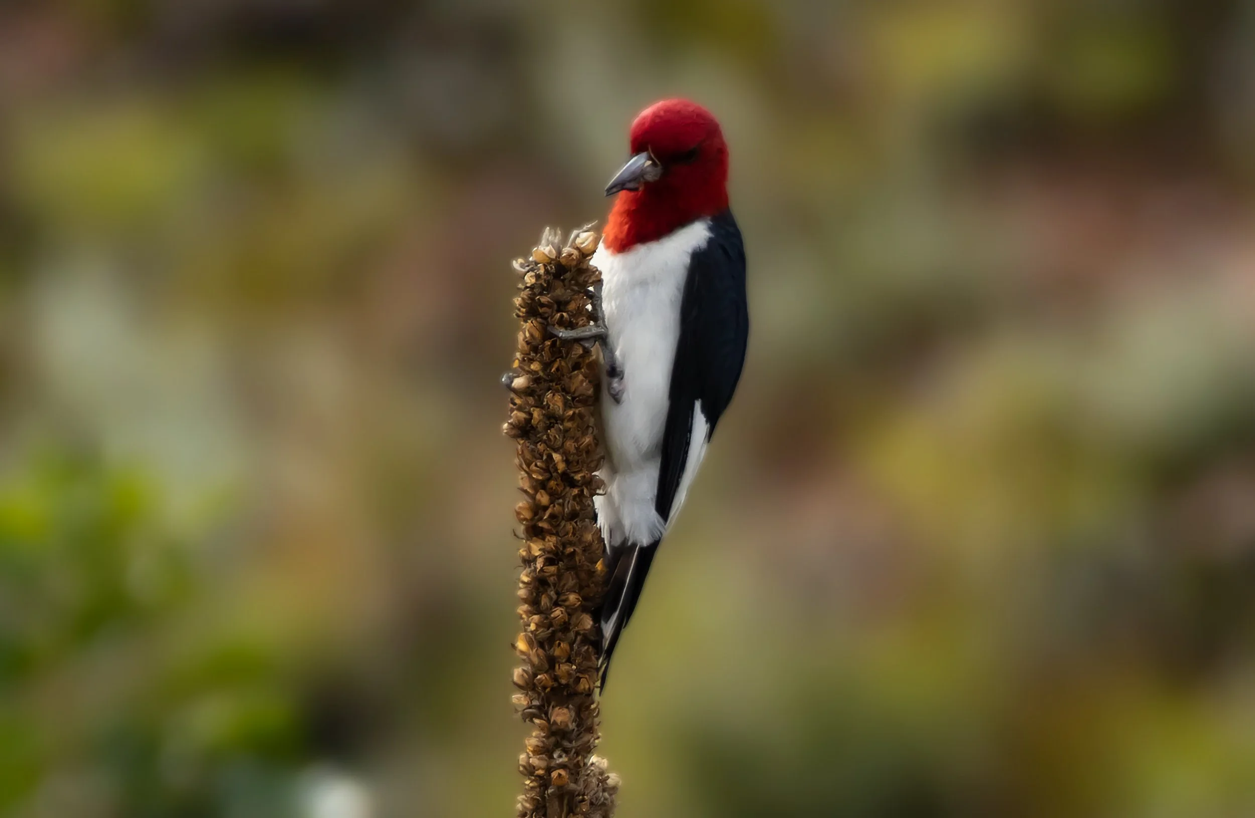 Red Headed Woodpecker