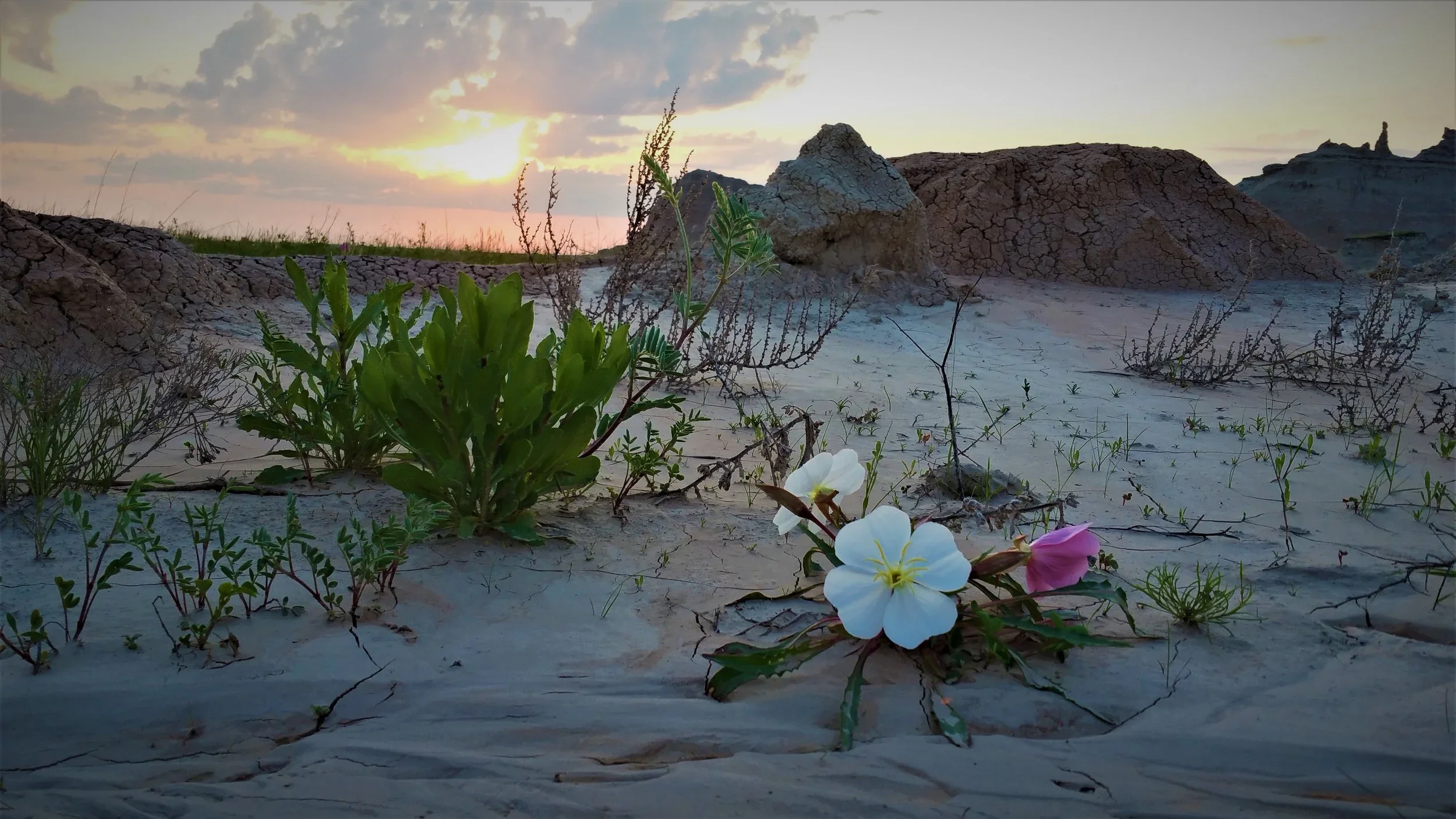 Gorgeous Flowers/Weeds - Badlands National Park, SD