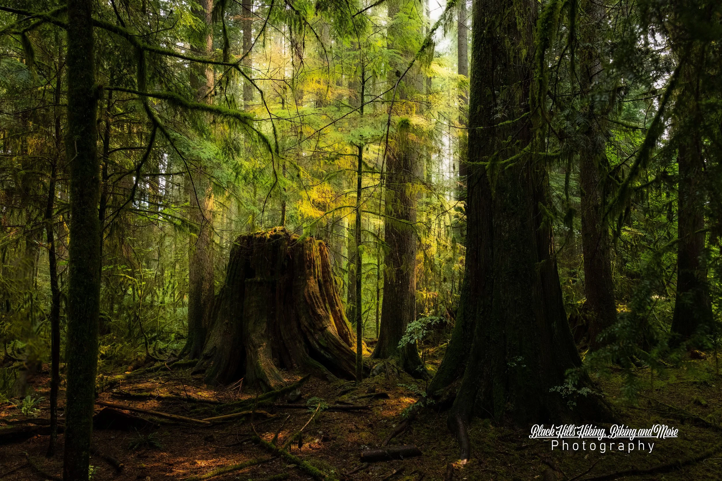 A stump in the Forest aglow from the sunlight With Signature.jpg