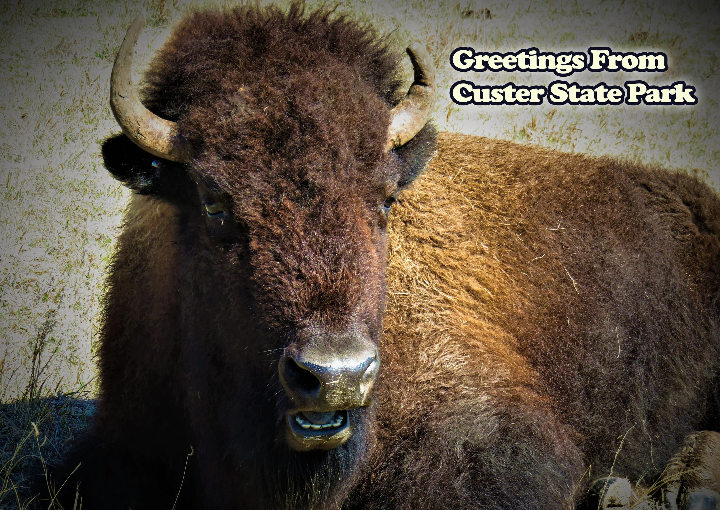 6 x 4.25 Custer State Park Buffalo Postcard