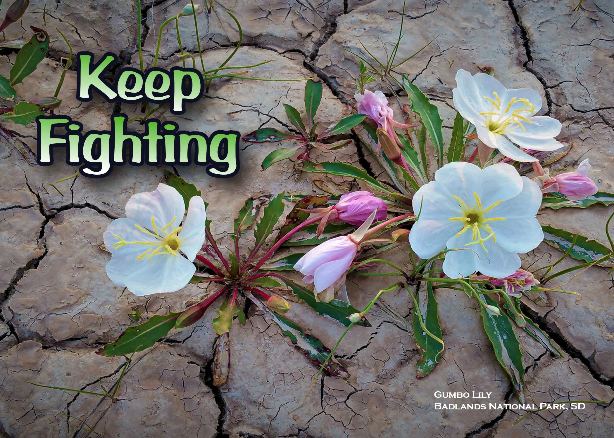 Keep Fighting 2 copy.jpg (Copy)