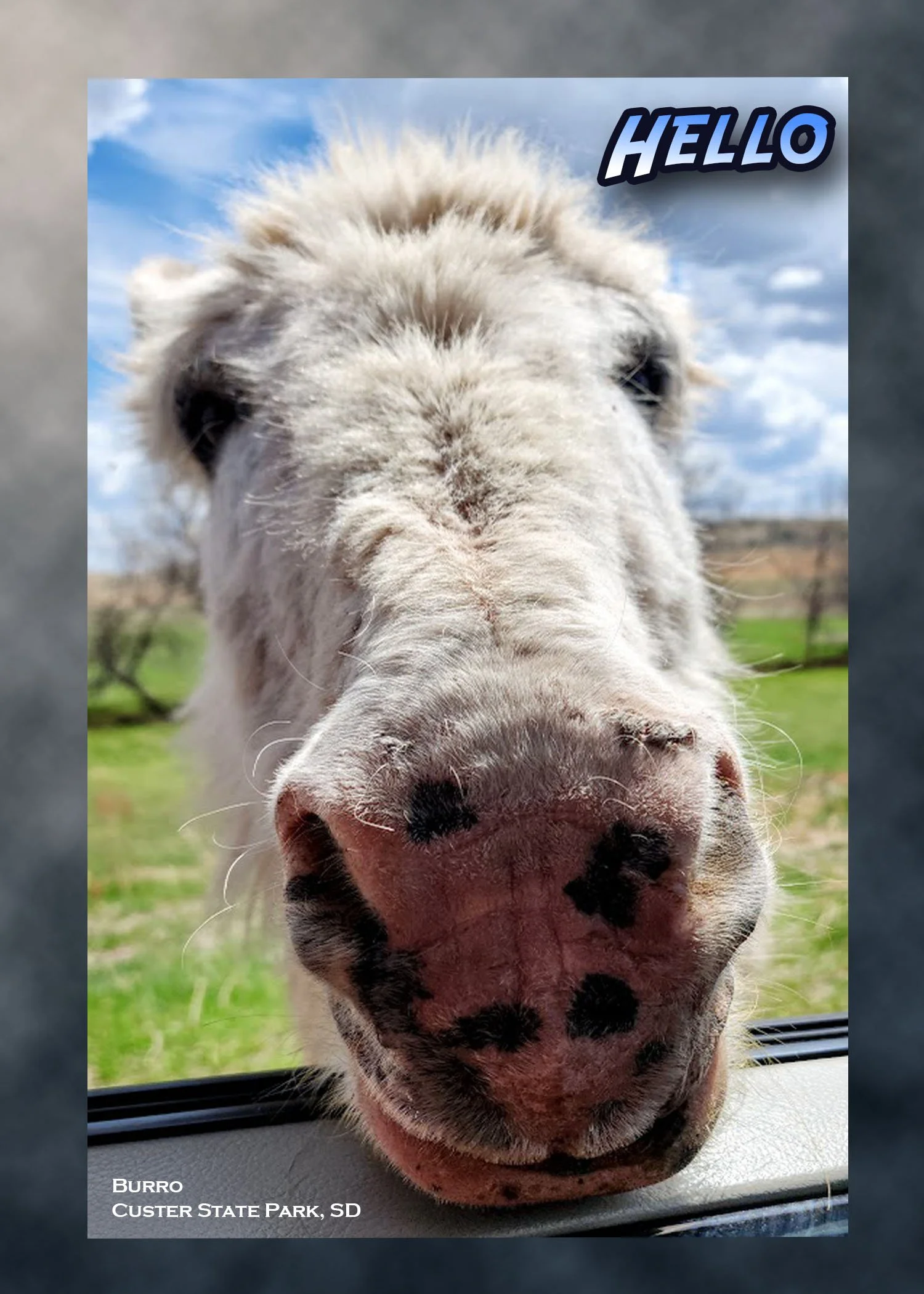 Burro 2 copy.jpg