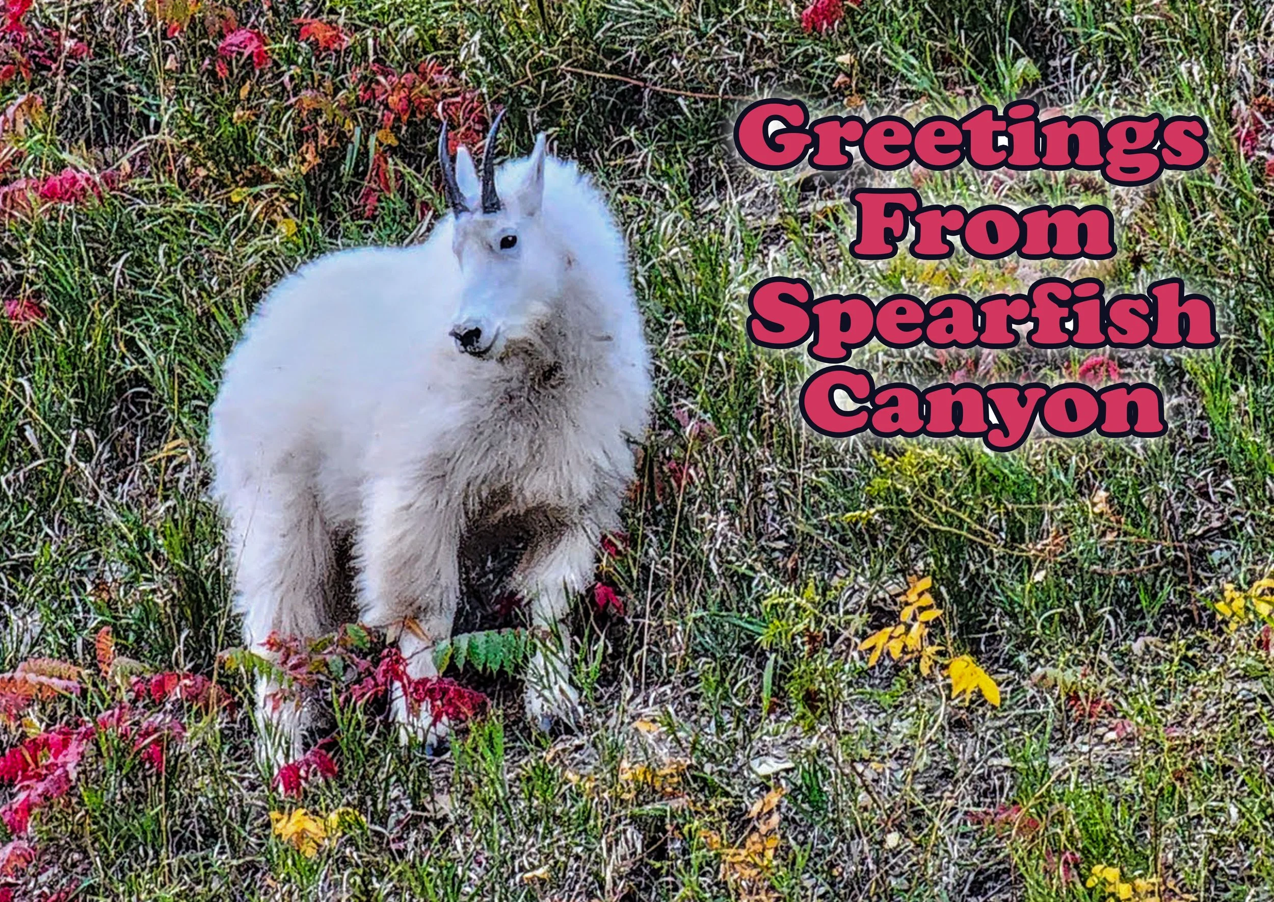 Spearfish Canyon Goat Postcard copy.jpg