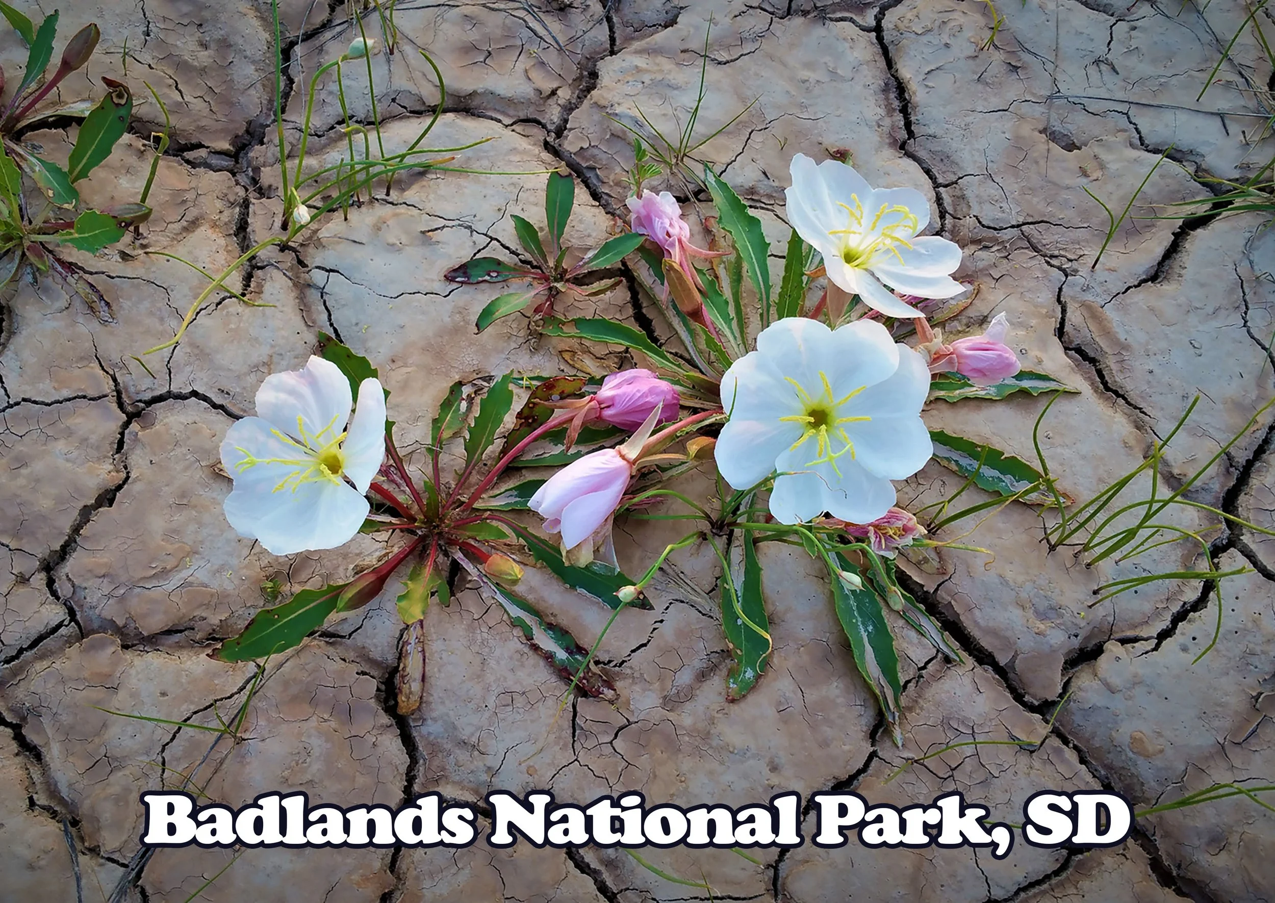 Badlands Flower Postcard copy.jpg