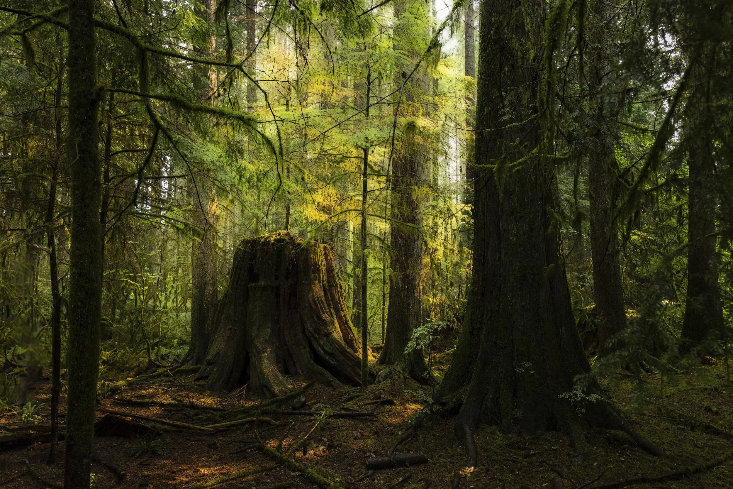 A stump in the Forest aglow from the sunlight1.jpg (Copy)