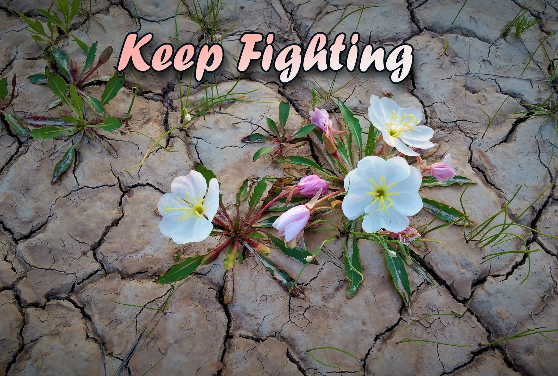 Keep Fighting Greeting Card