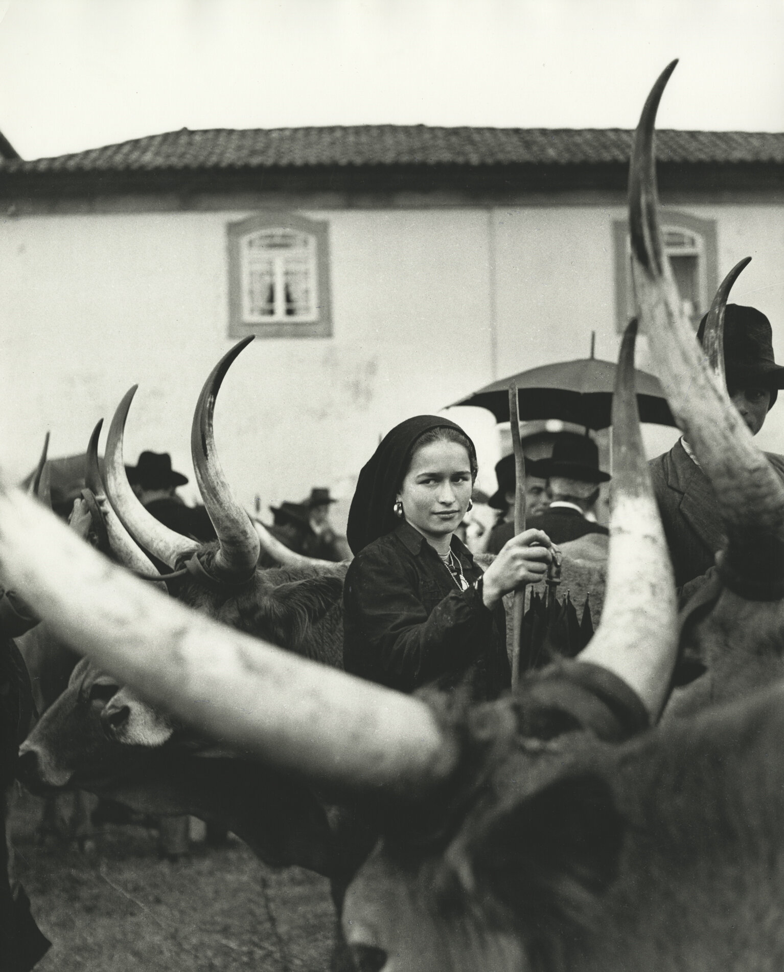 Women with Oxen, Portugal 1952